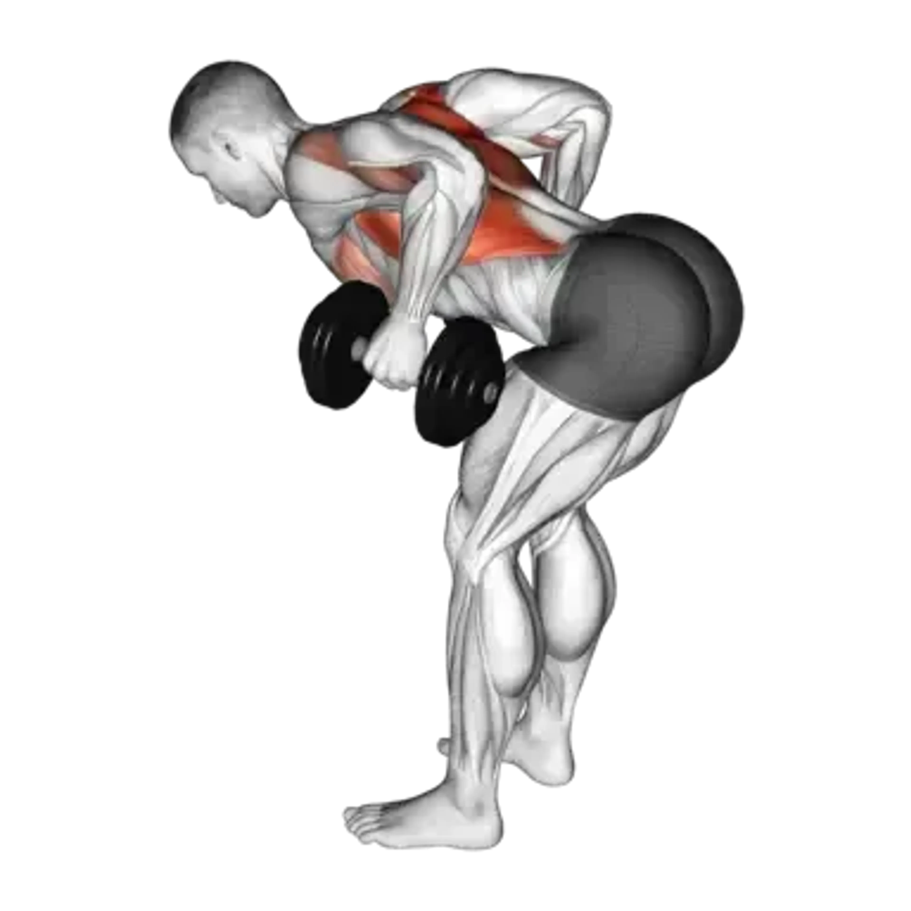 Dumbbell Bent-Over Row