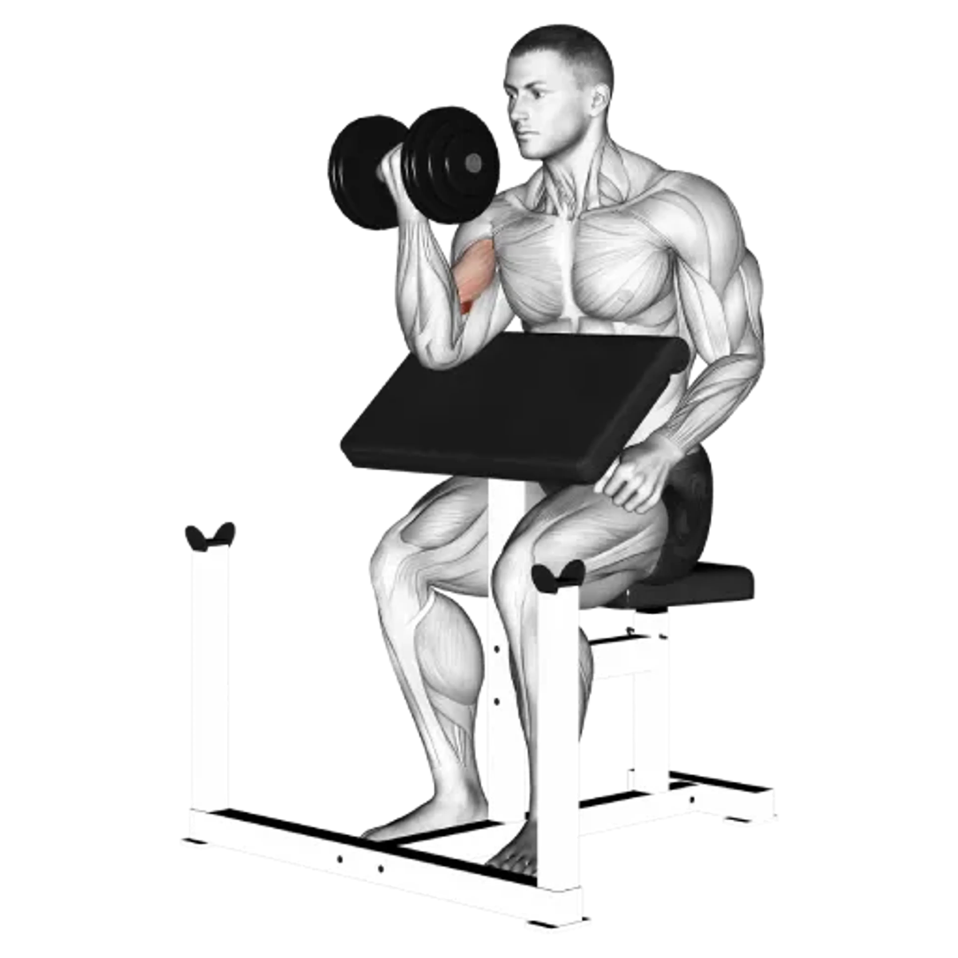 Dumbbell Single-Arm Preacher Curl