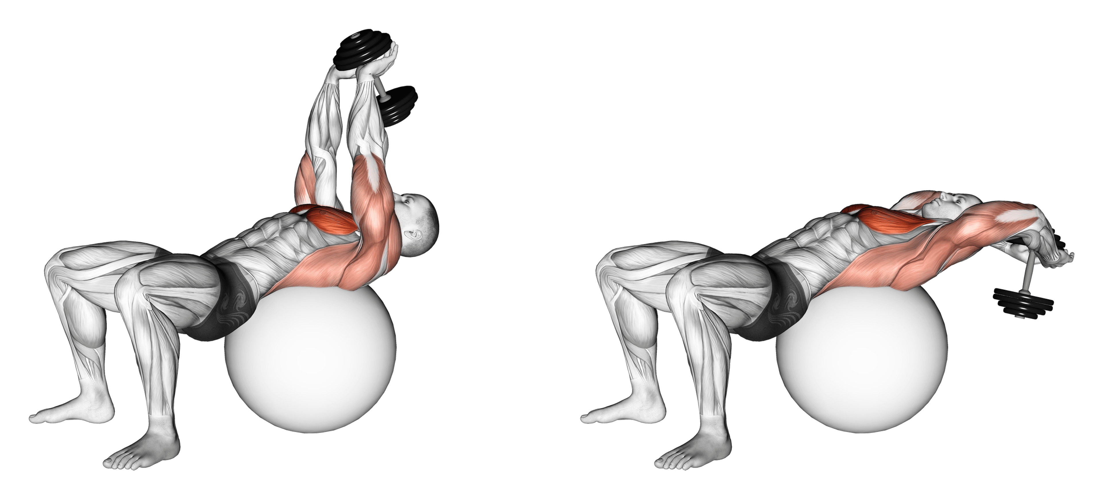 Dumbbell Exercise Ball Pullover