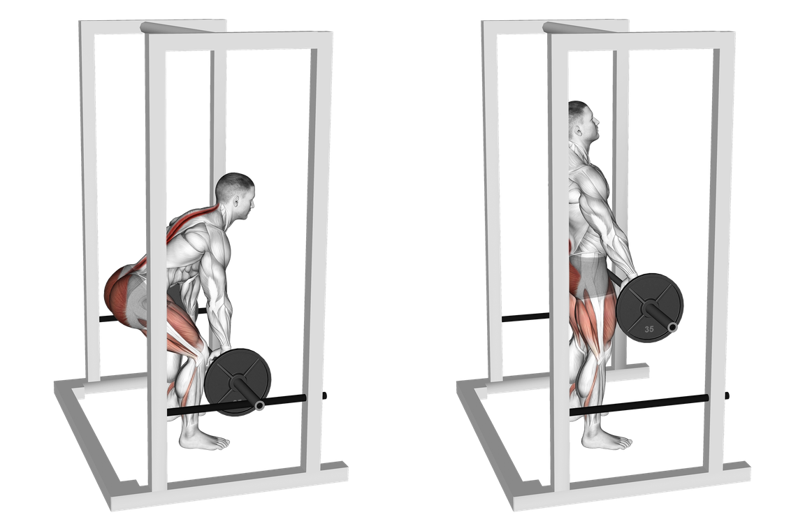 Back Exercises | Athlemove
