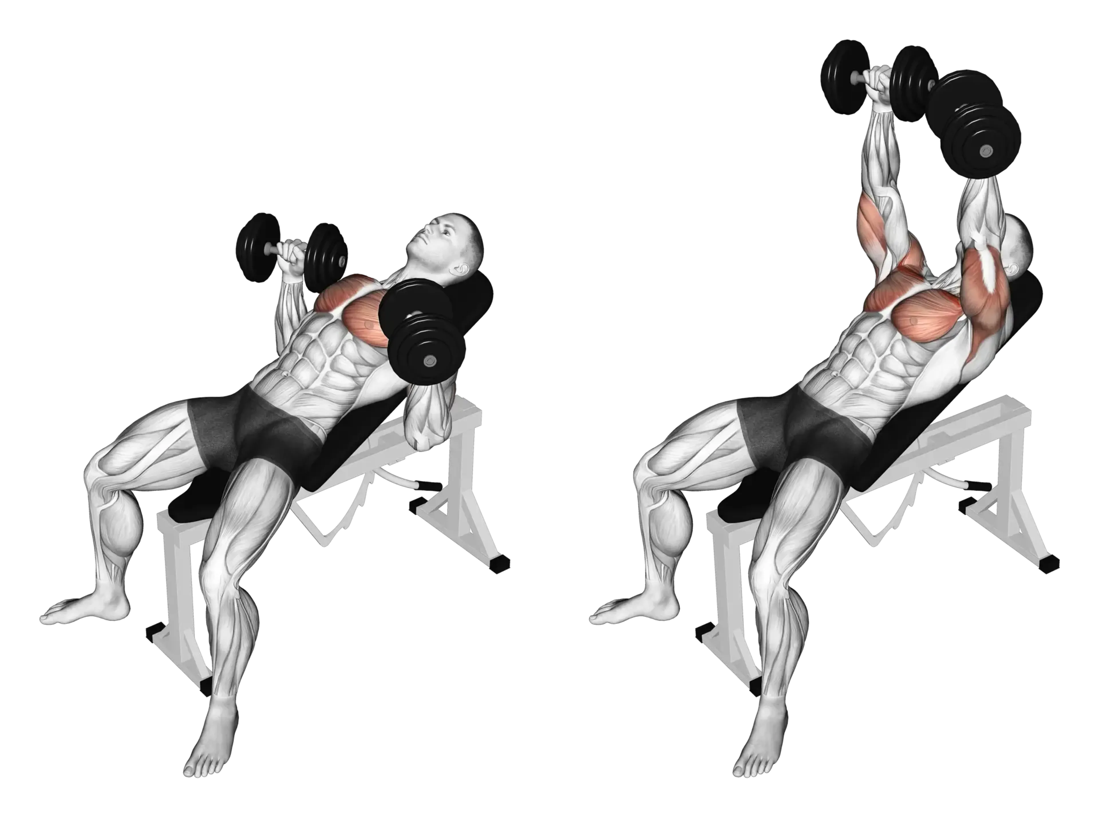 Dumbbell Incline Bench Press