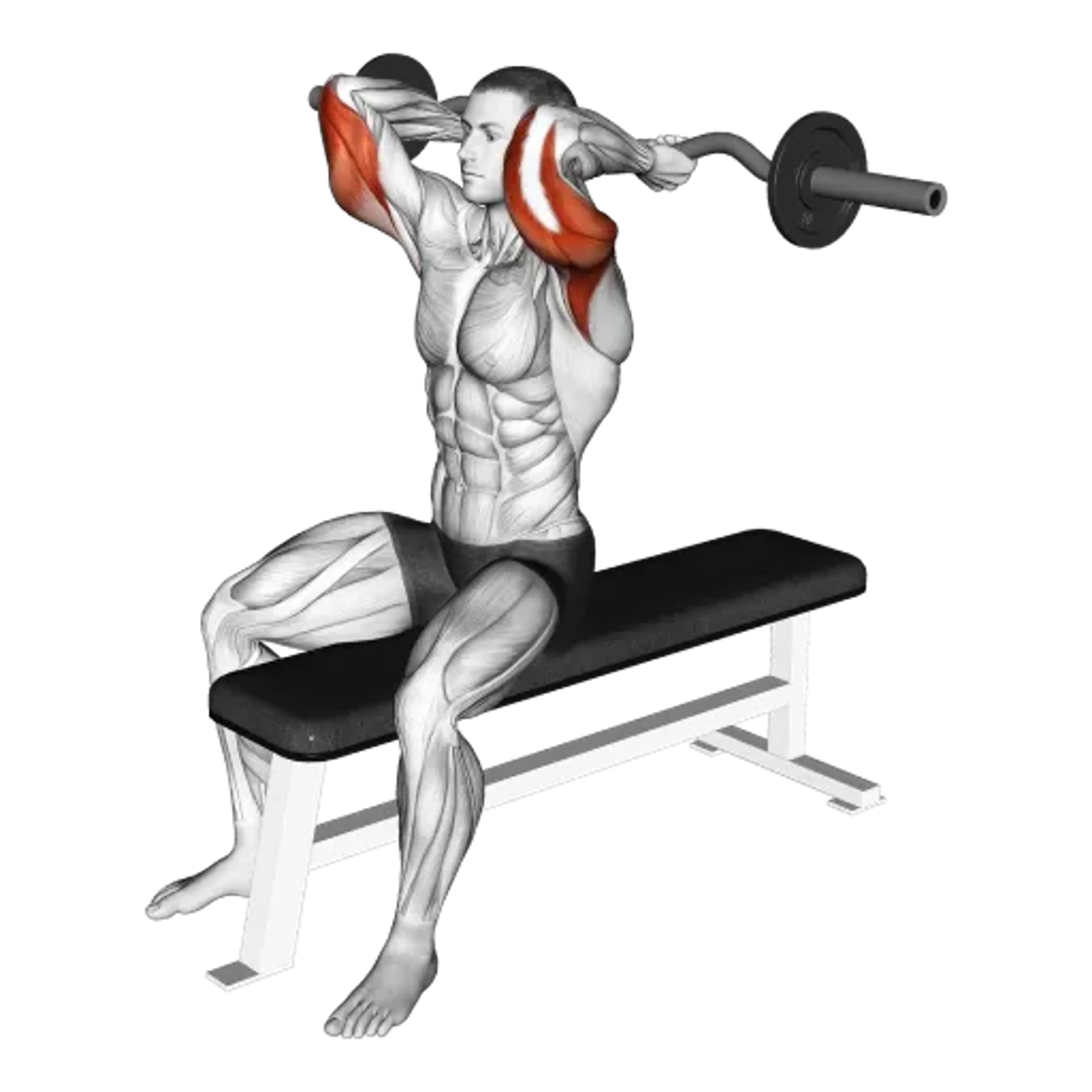 EZ Bar Seated Overhead Triceps Extension