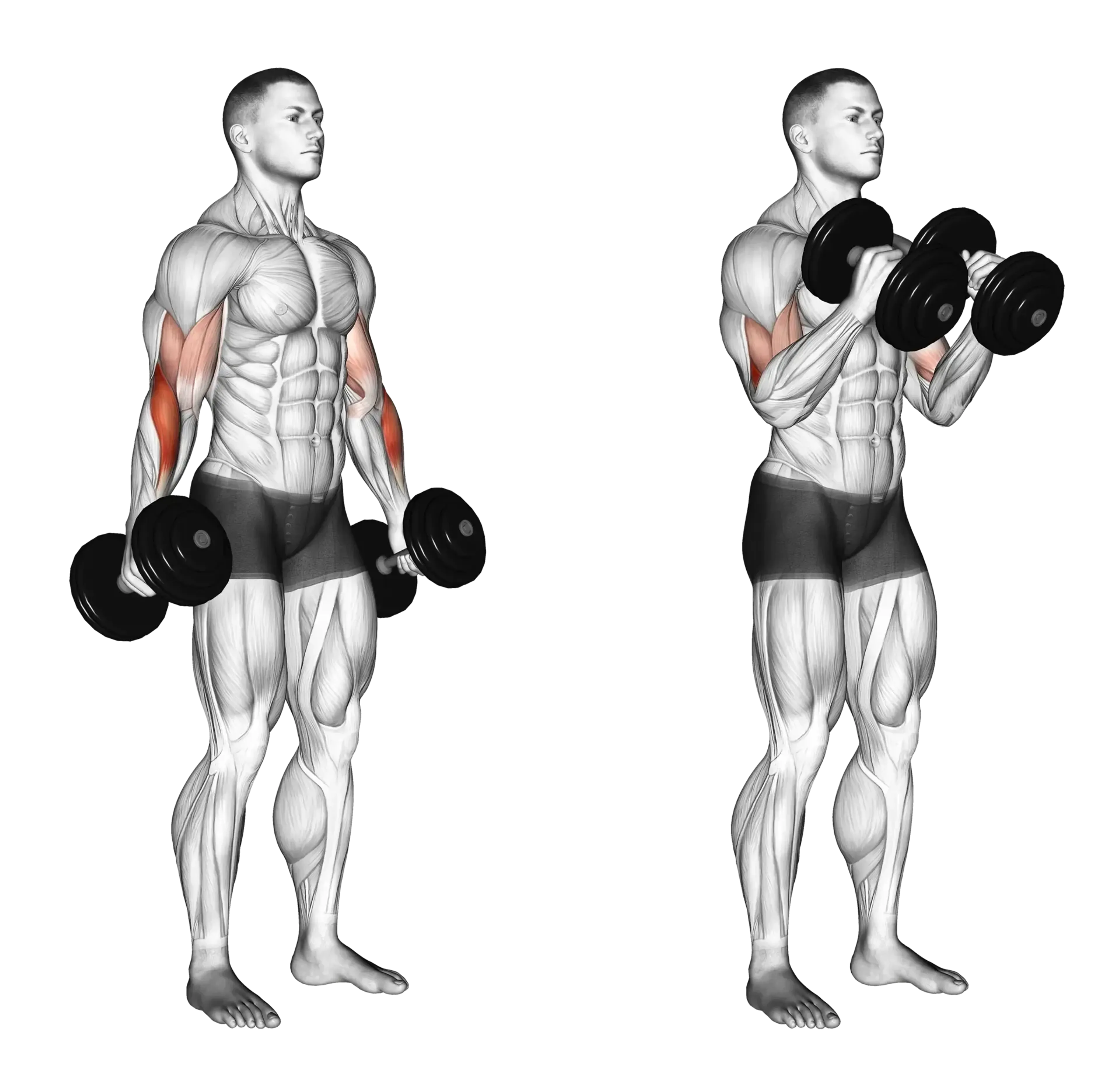 Dumbbell Hammer Curl