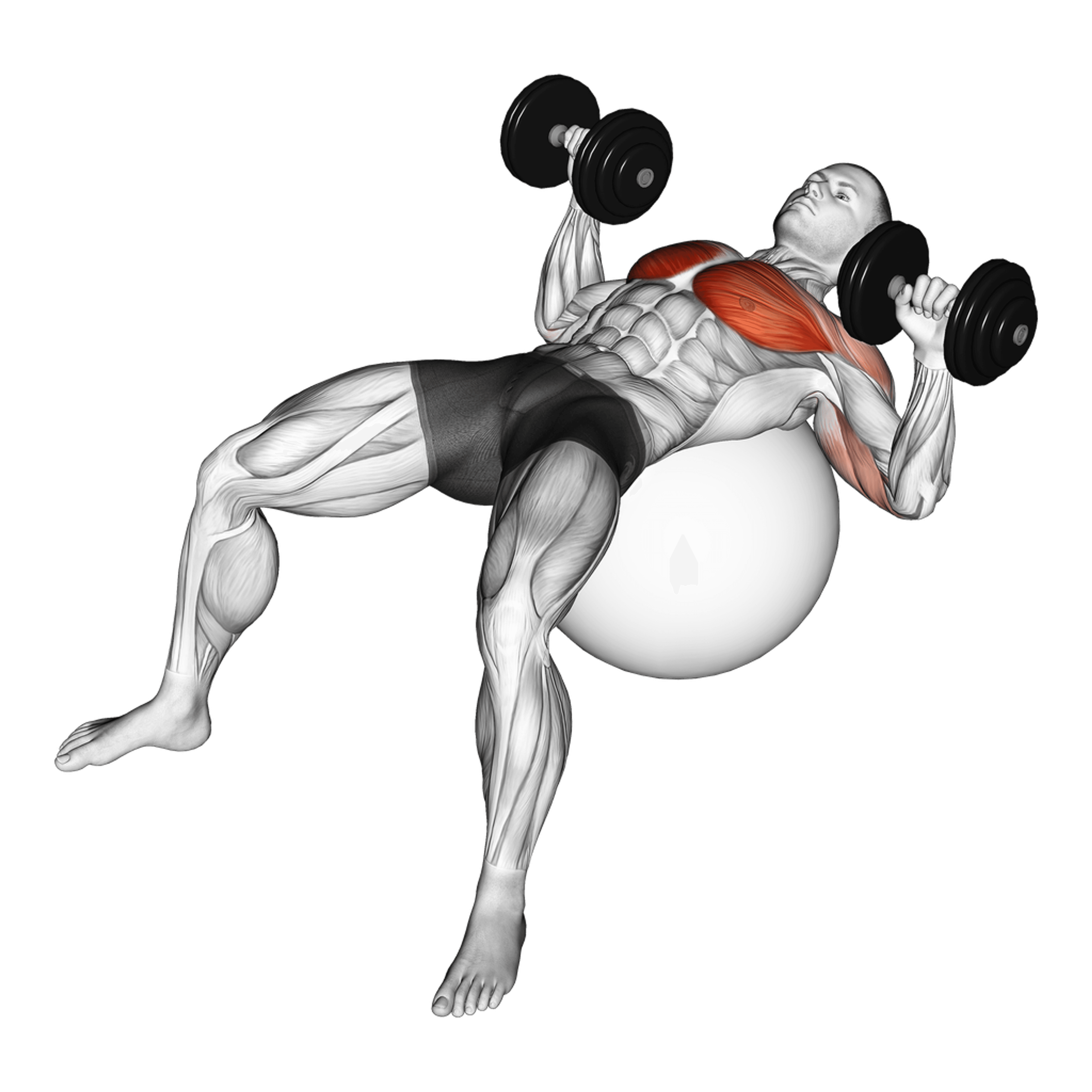 Dumbbell Exercise Ball Bench Press
