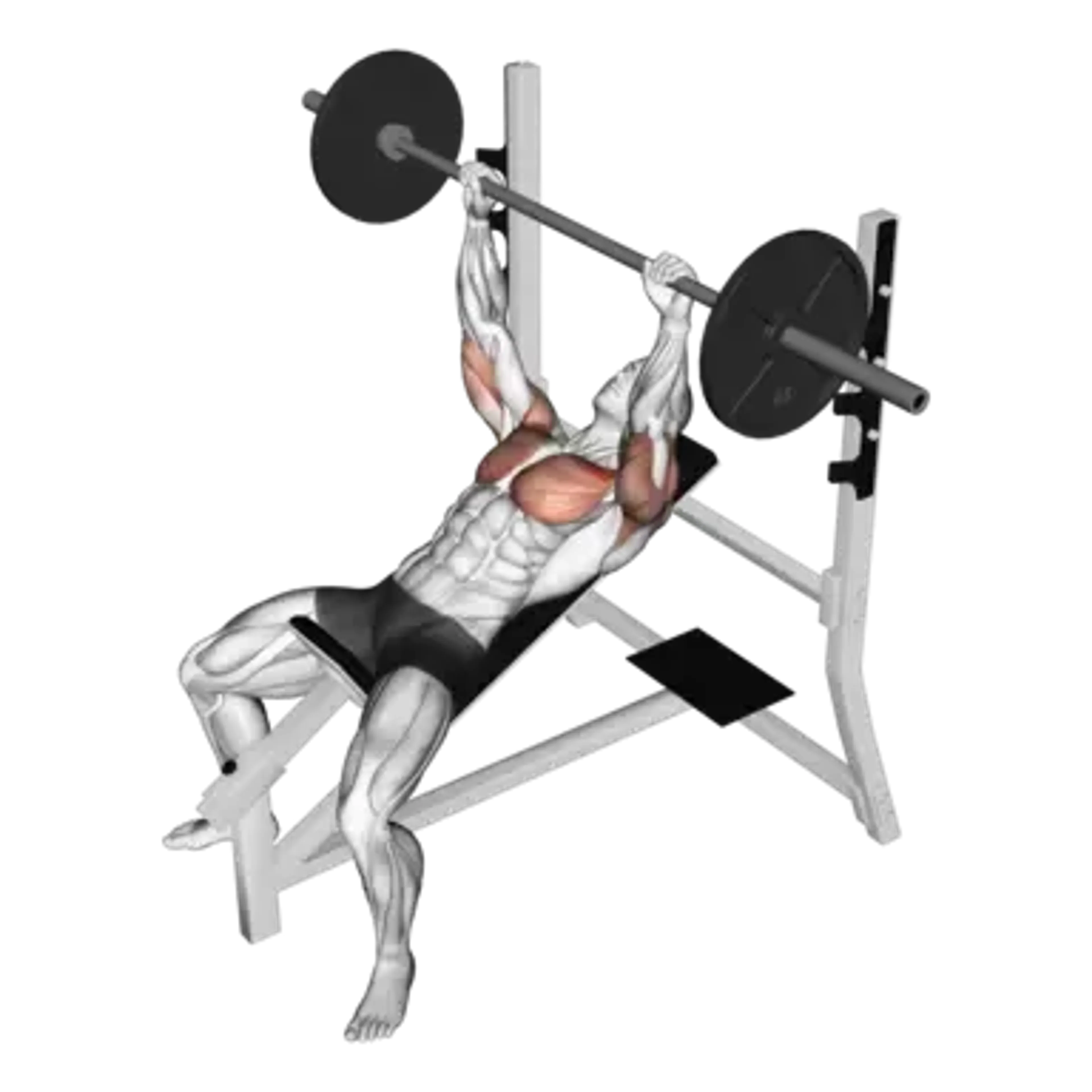Barbell Incline Bench Press