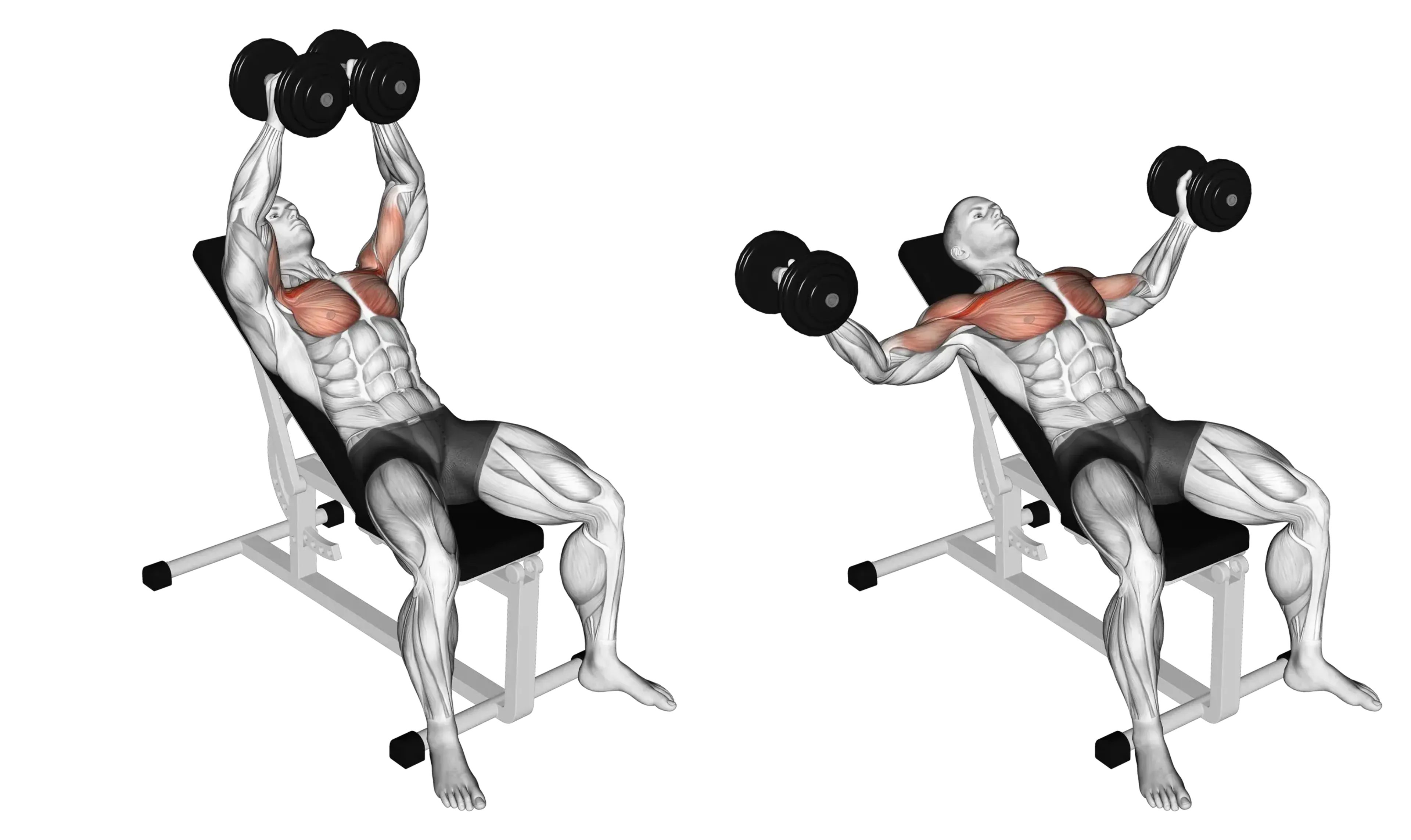 Dumbbell Incline Fly