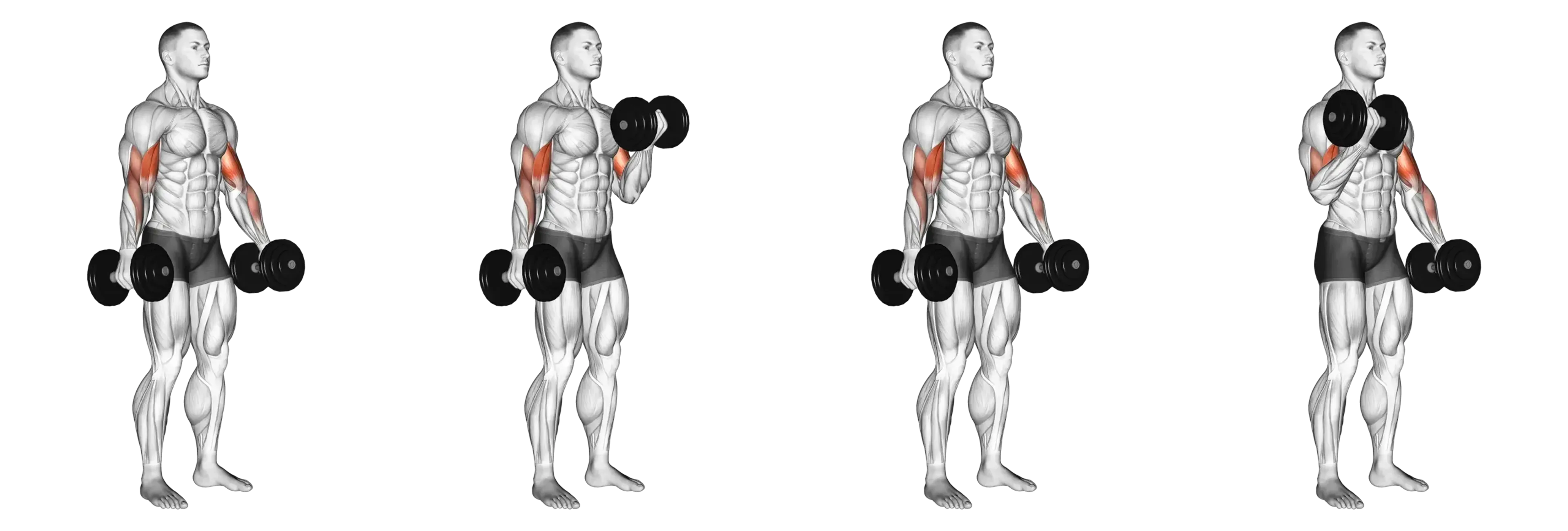 Alternating Dumbbell Curl