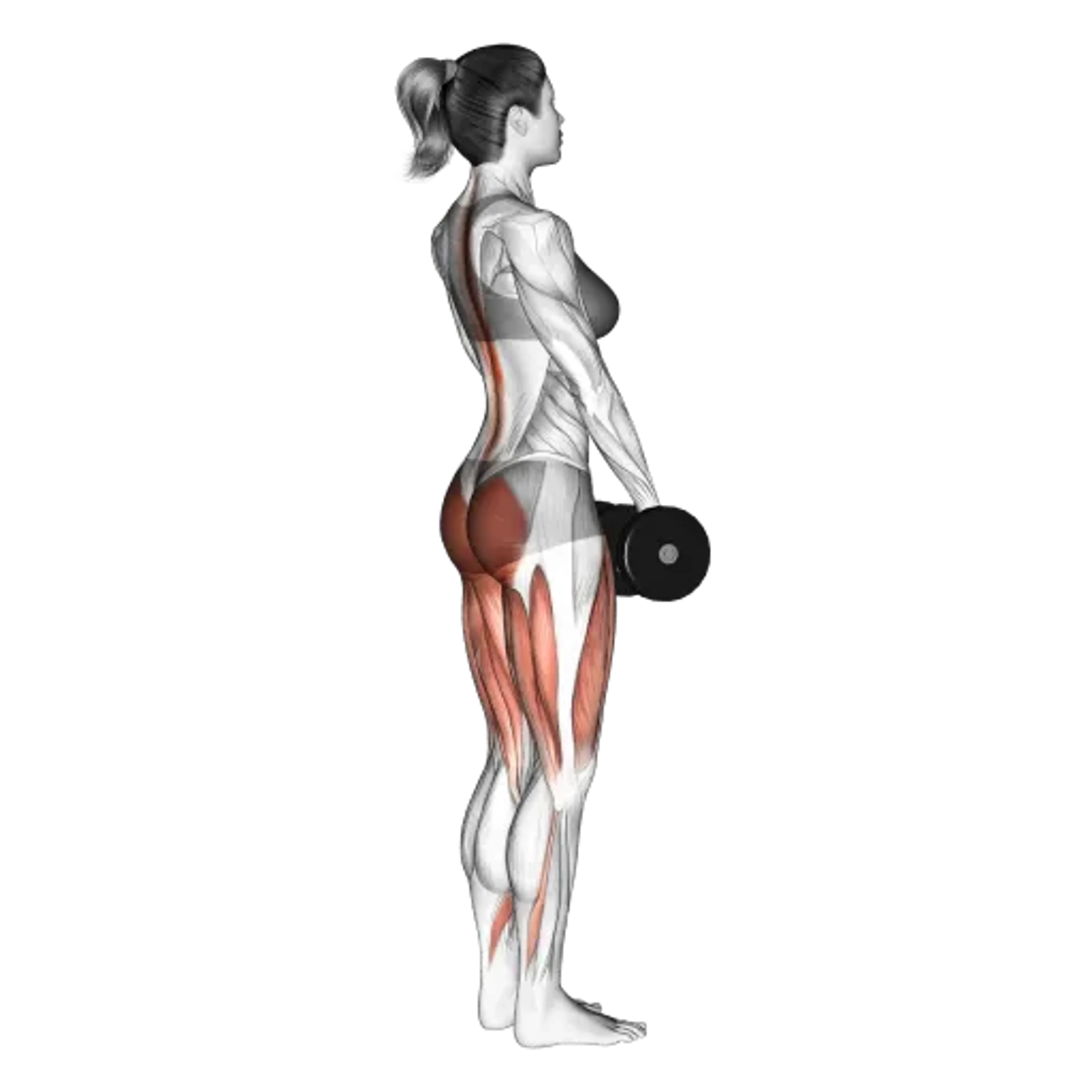 Dumbbell Romanian Deadlift