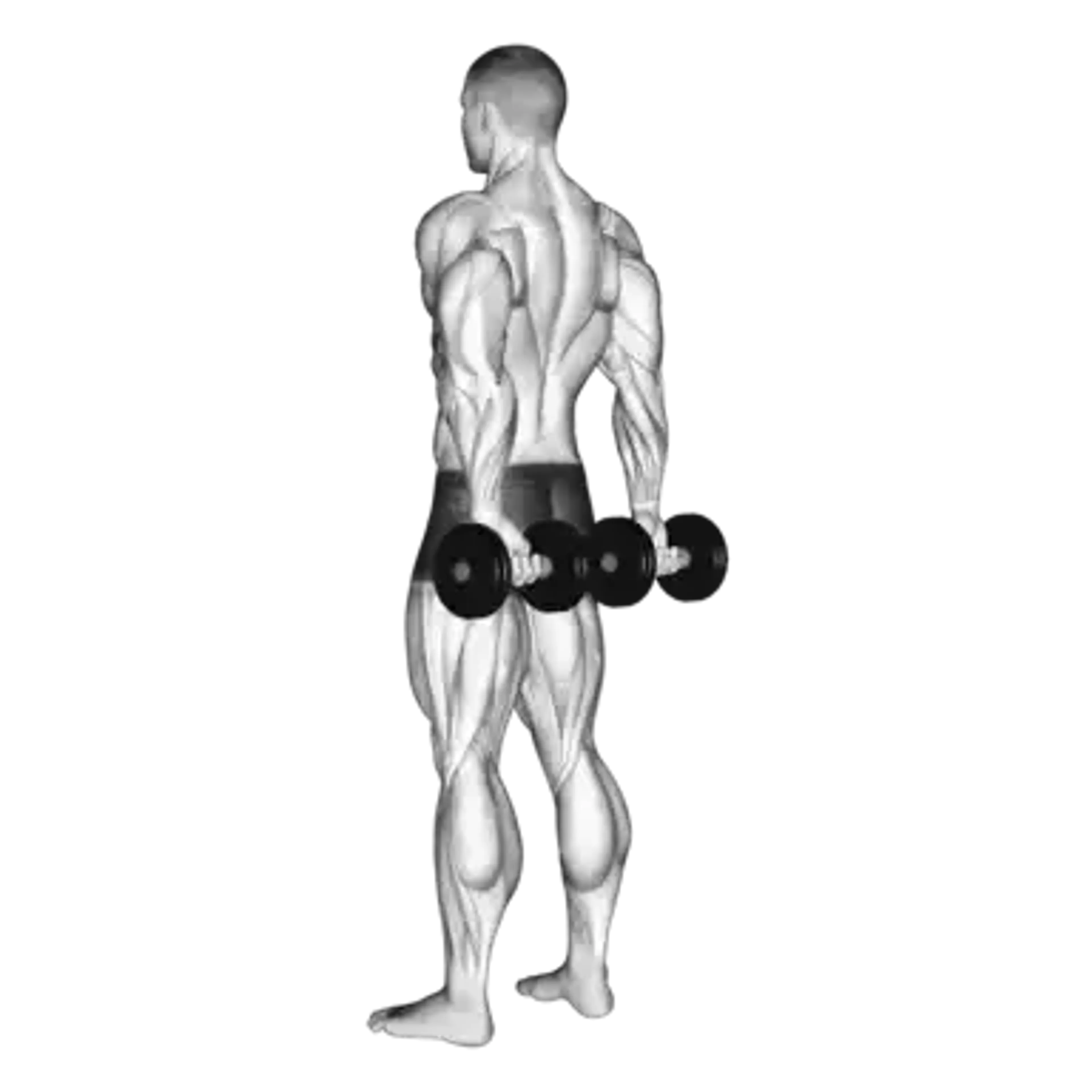 Behind the Back Dumbbell Finger Curls