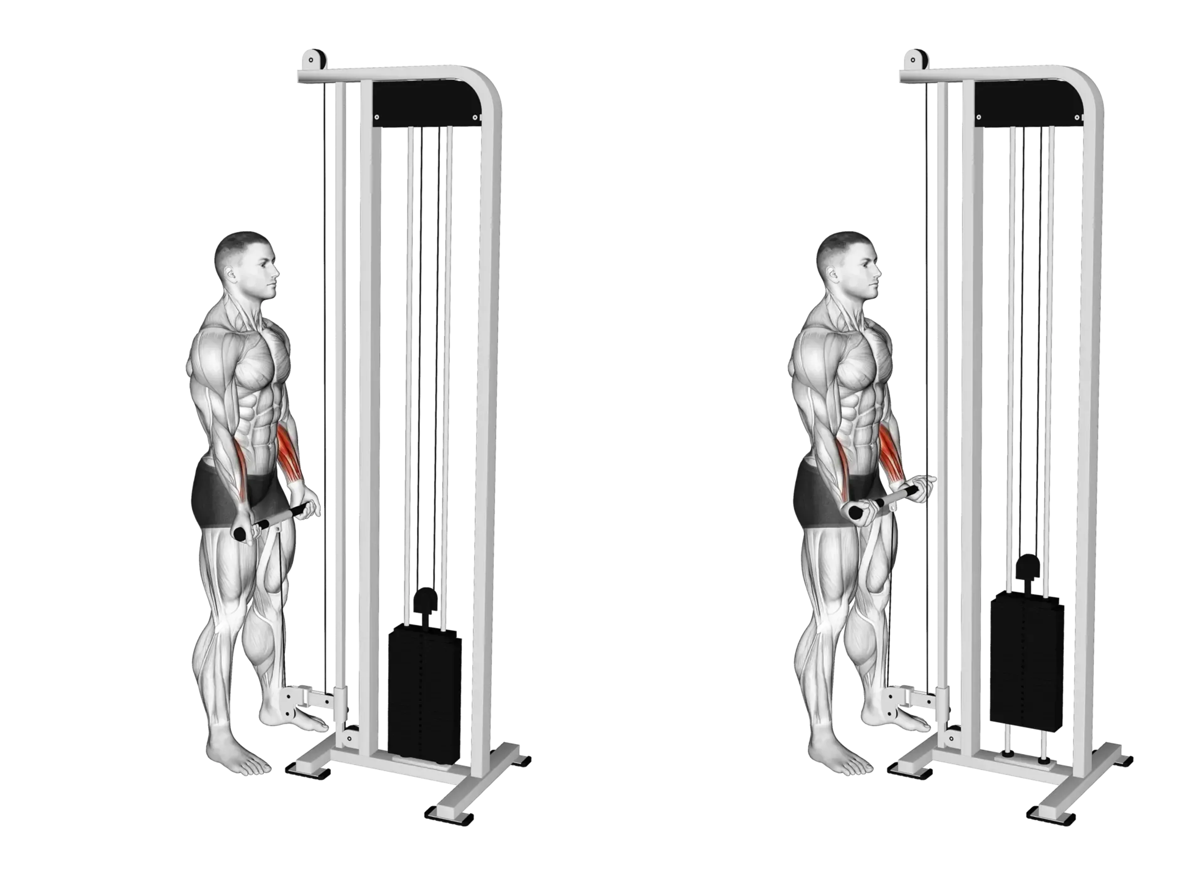 Cable Standing Wrist Curl