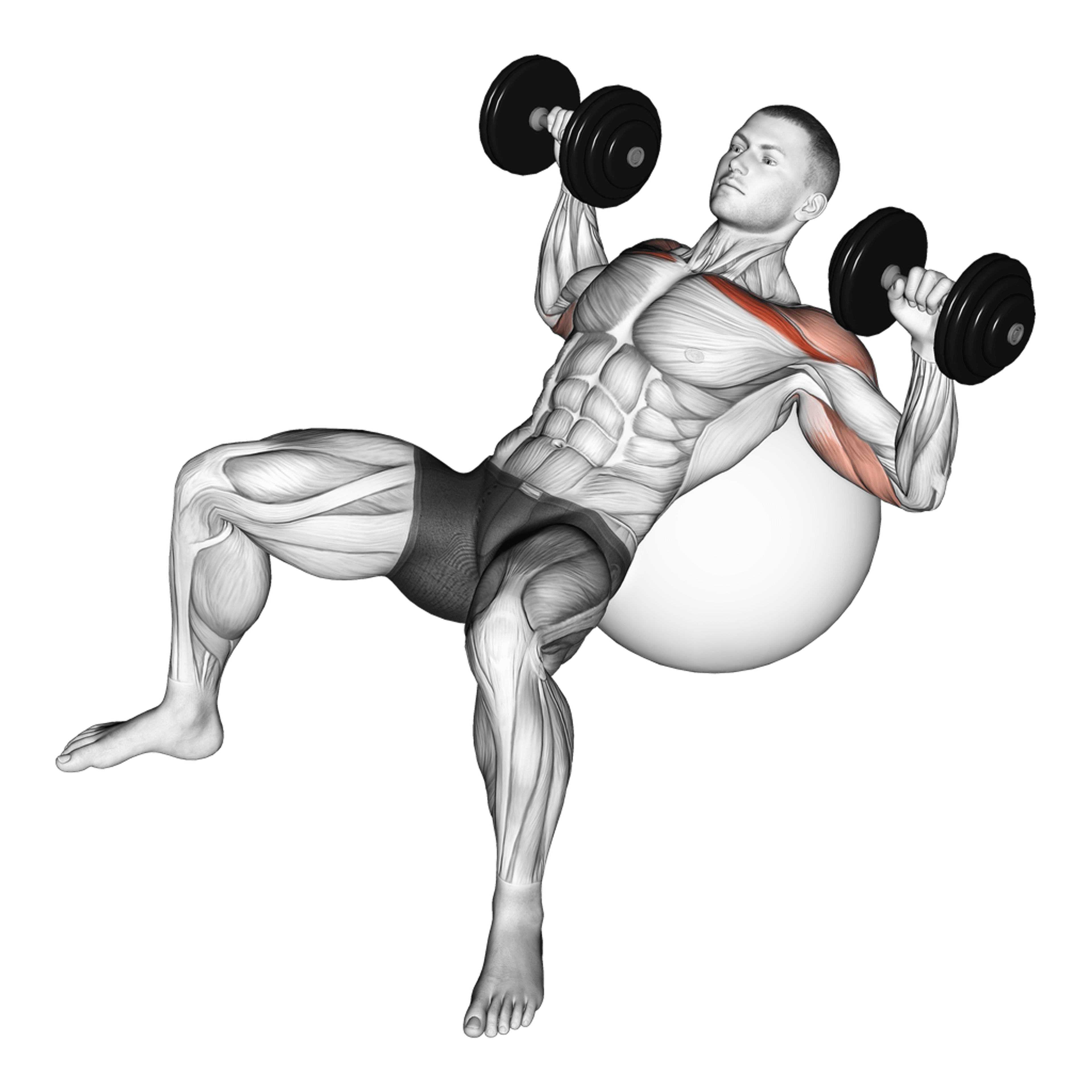 Dumbbell Exercise Ball Incline Press