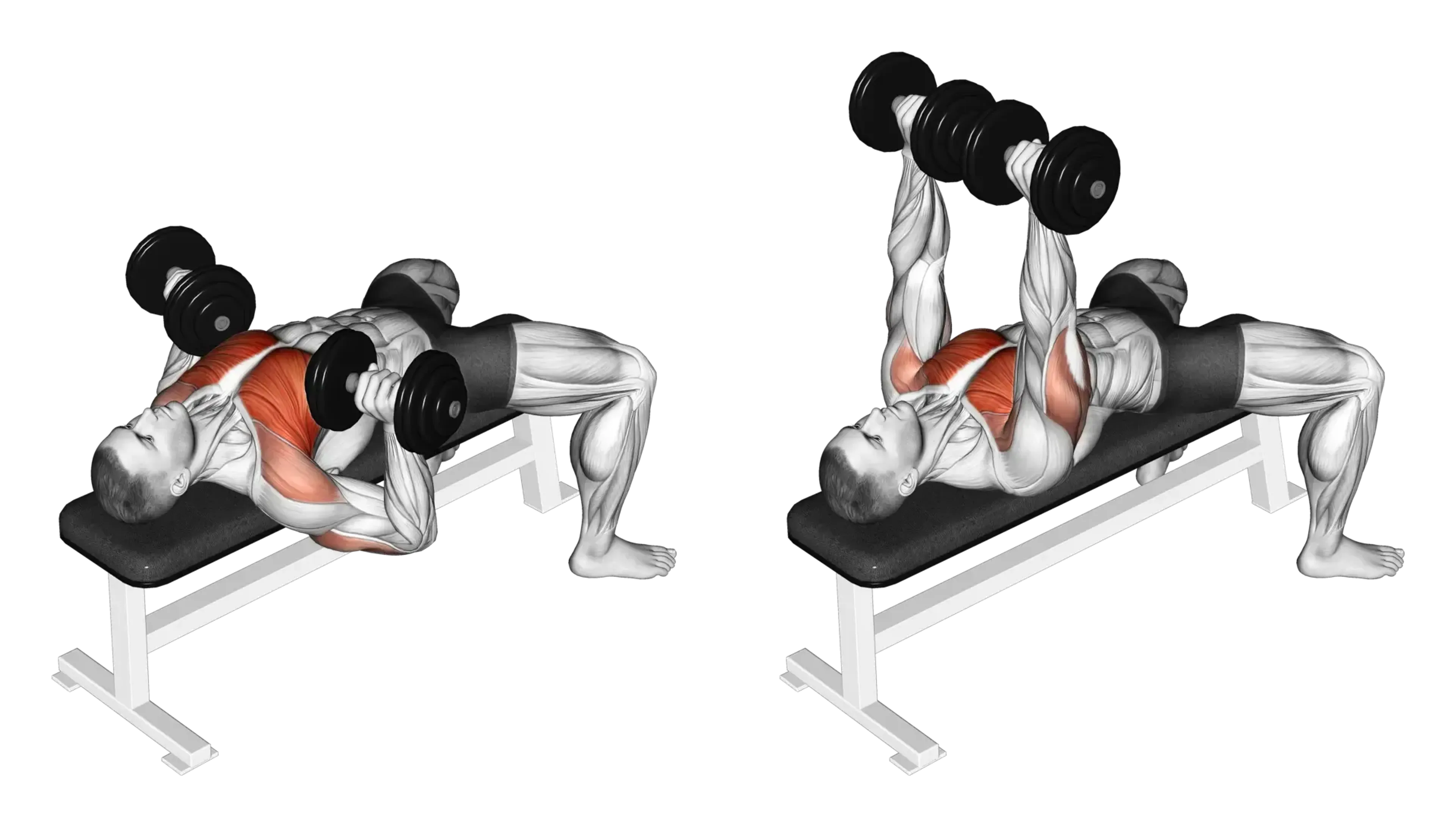 Dumbbell Bench Press