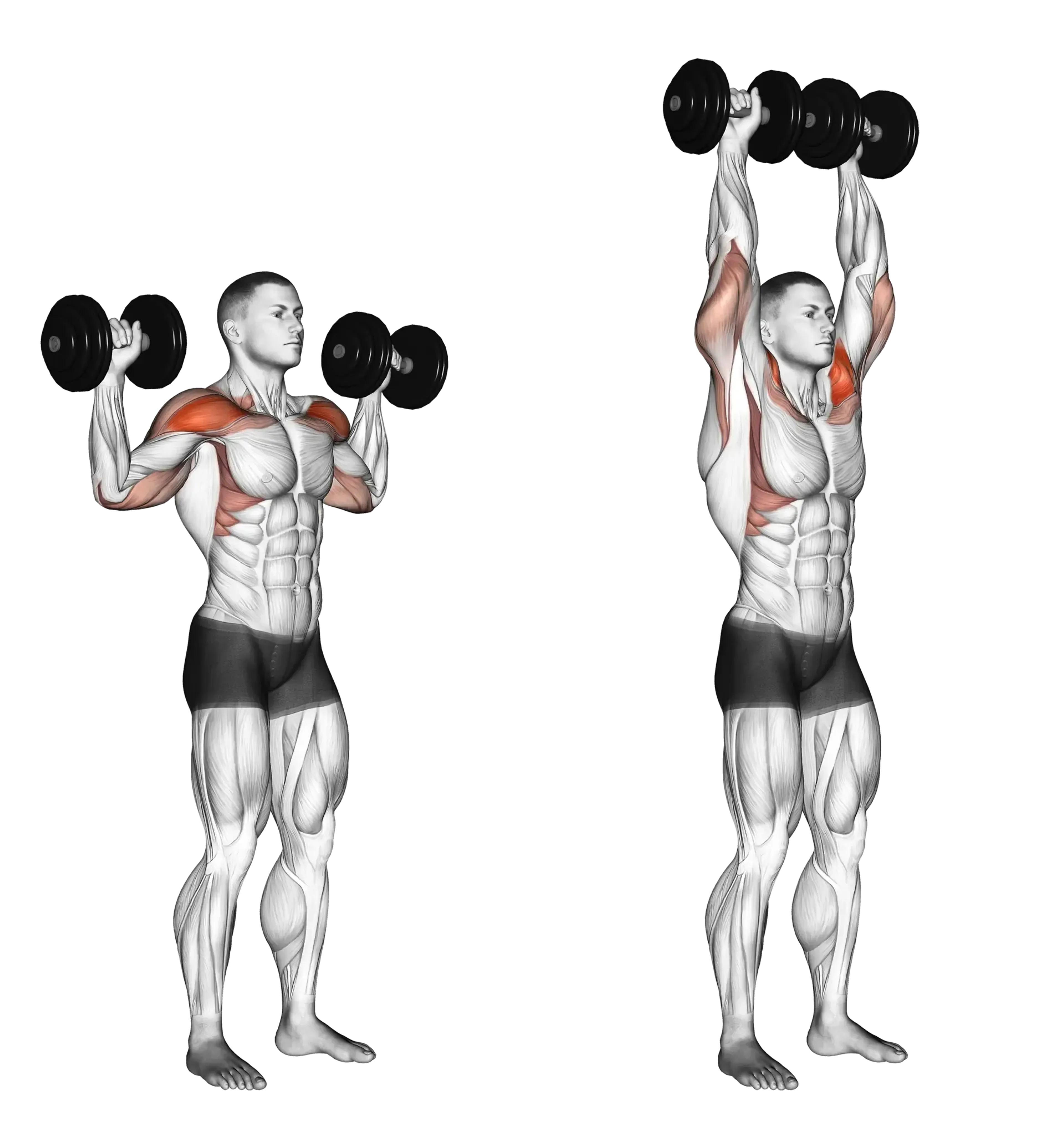 Dumbbell Standing Shoulder Press