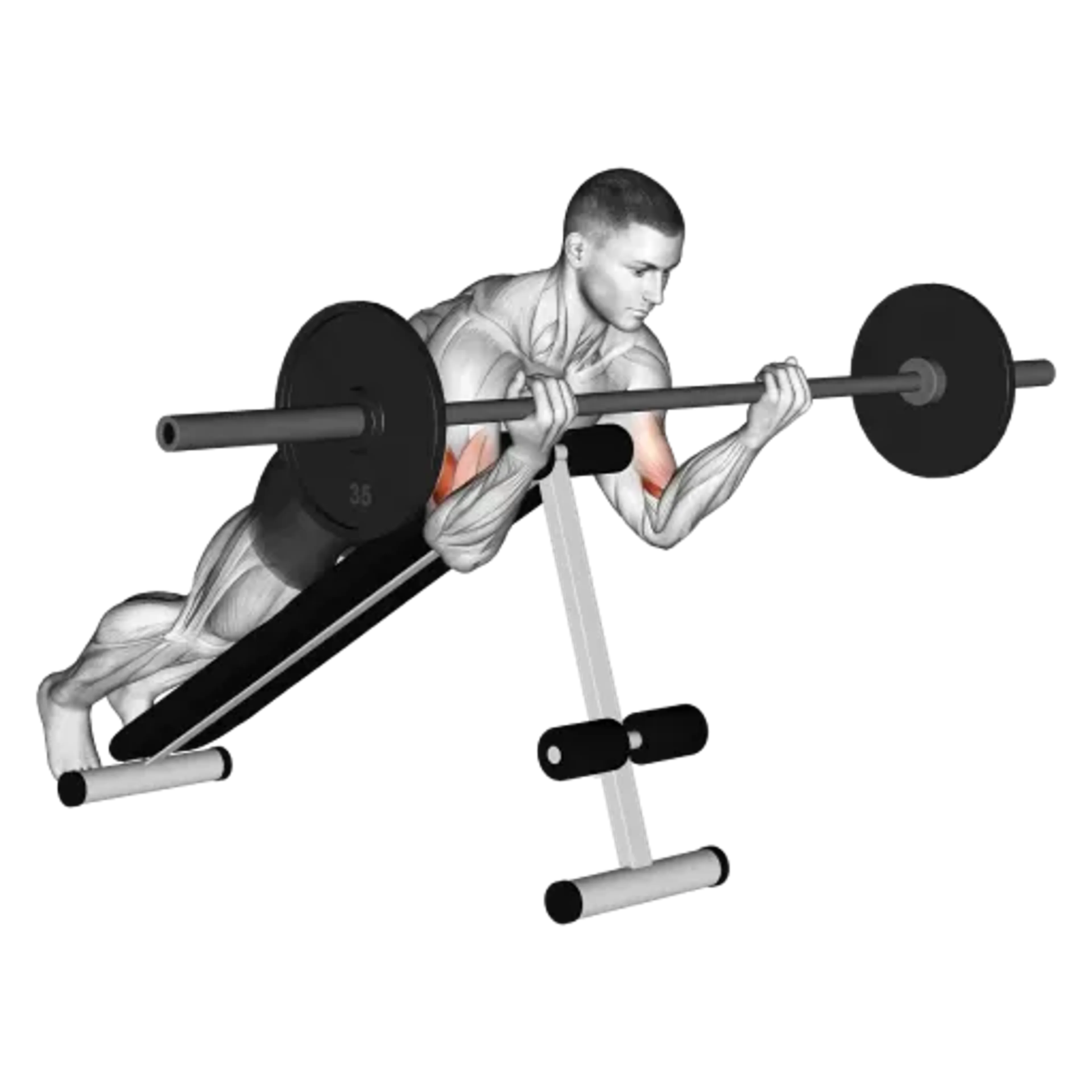 Barbell Incline Curl