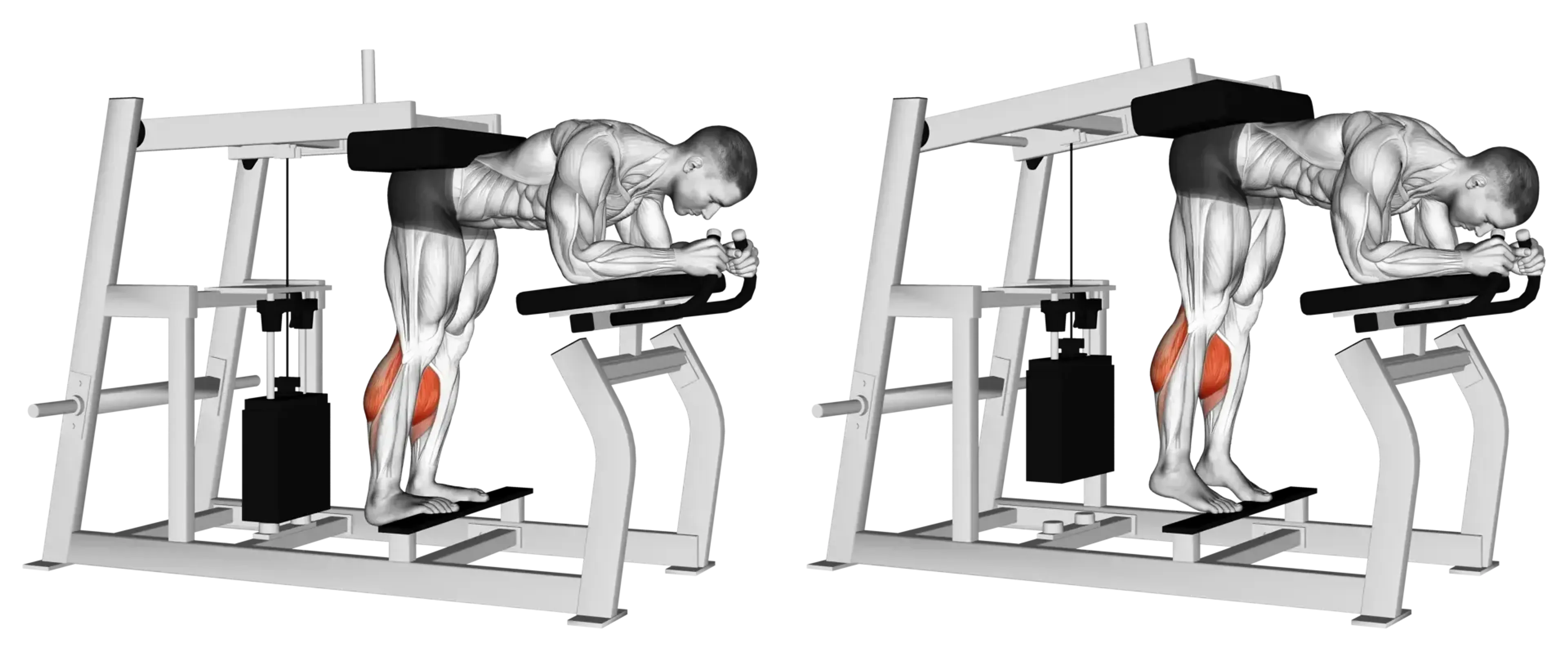 Machine Donkey Calf Raise