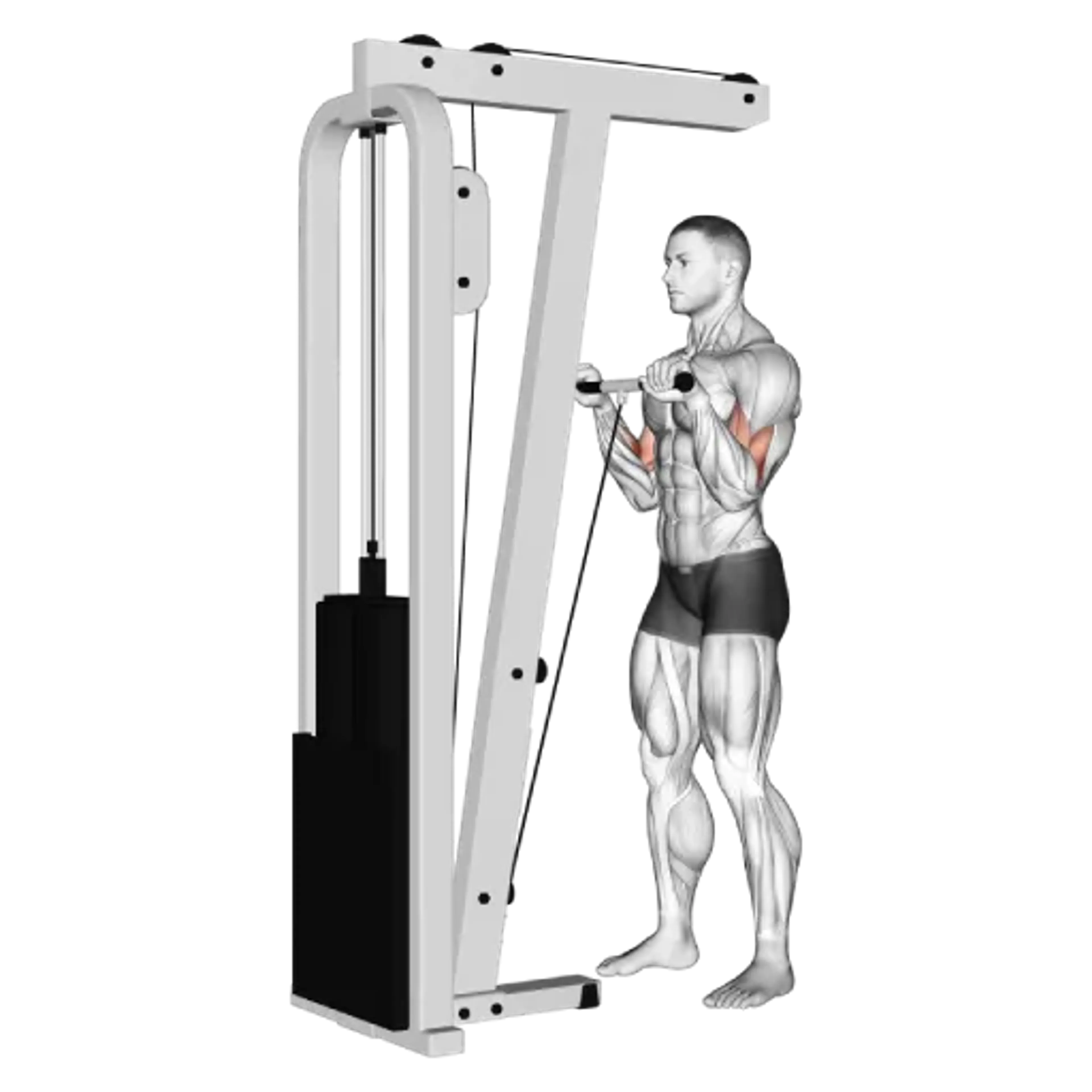 Cable Reverse Grip Curl