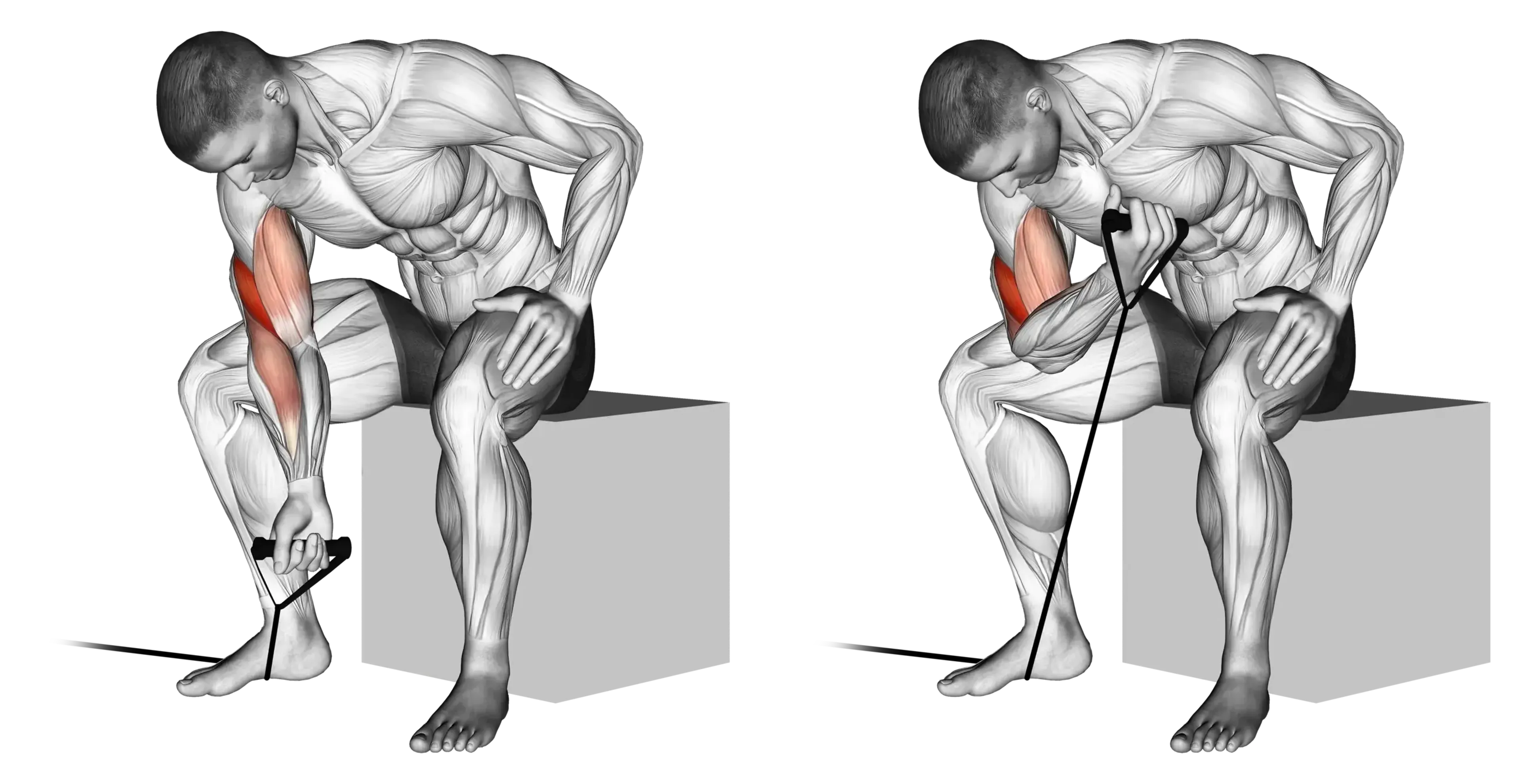 Band Concentration Curl