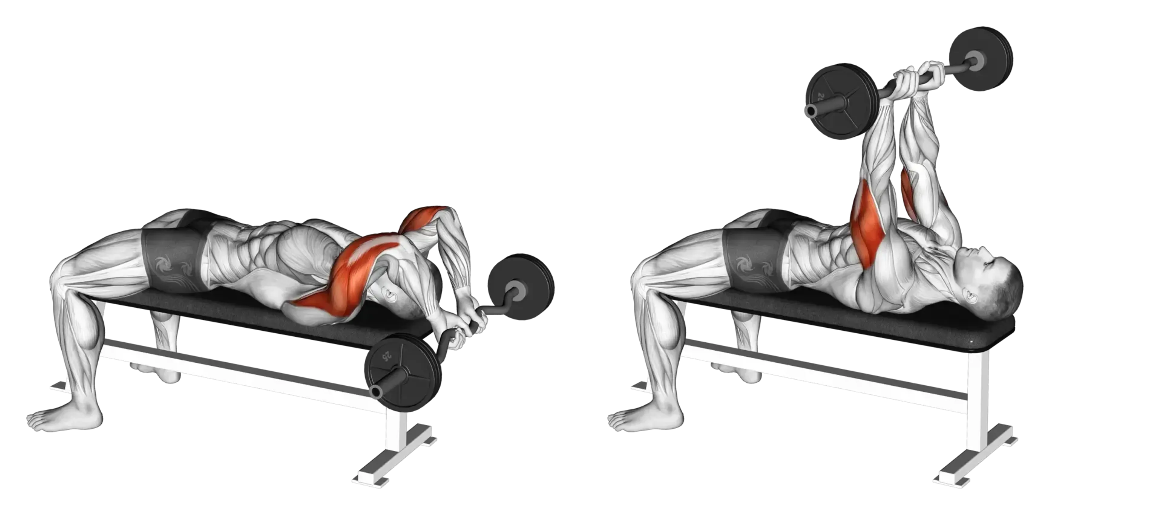 EZ Bar Lying Triceps Extension