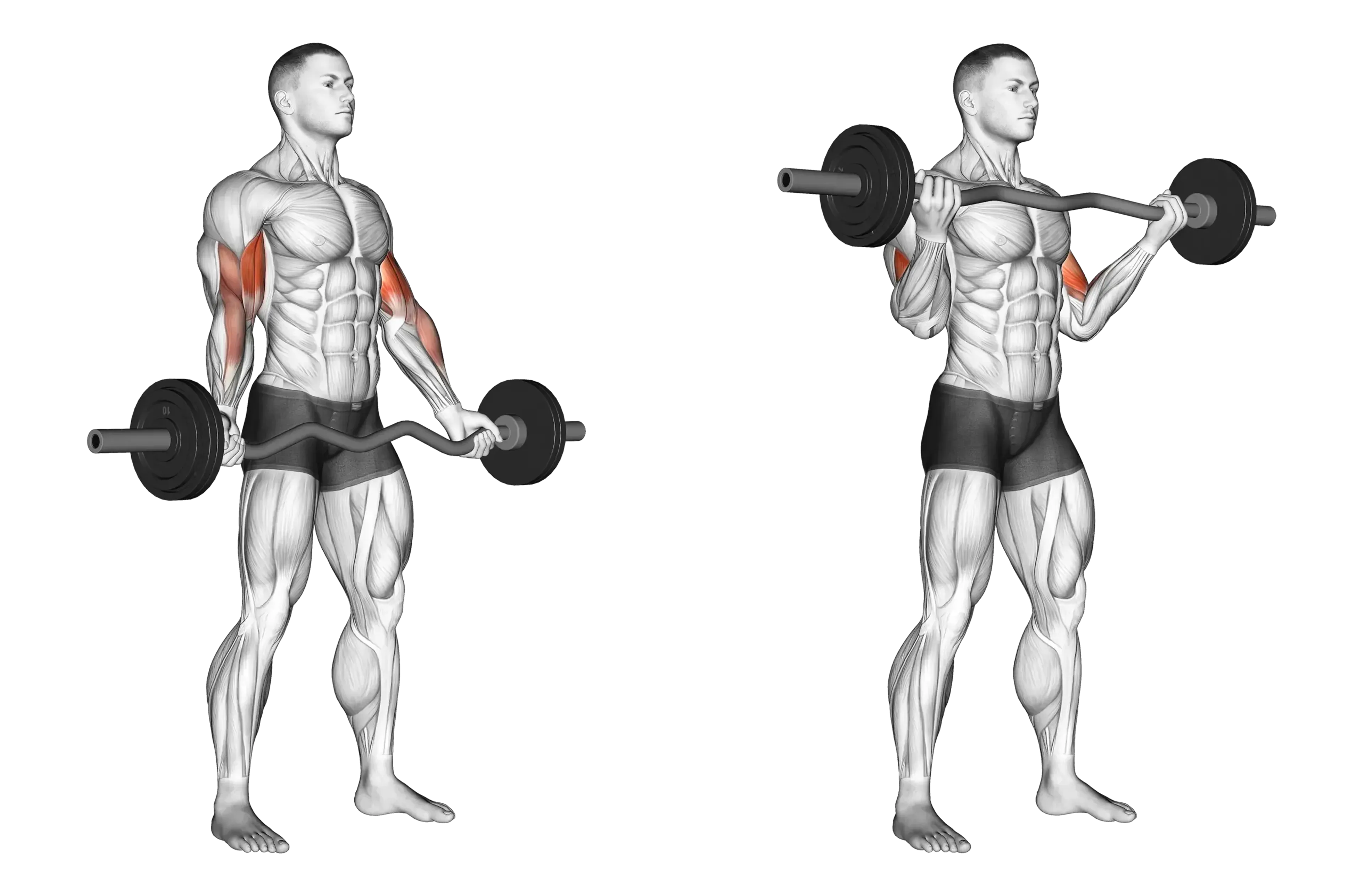 EZ Bar Curl (Wide Grip)