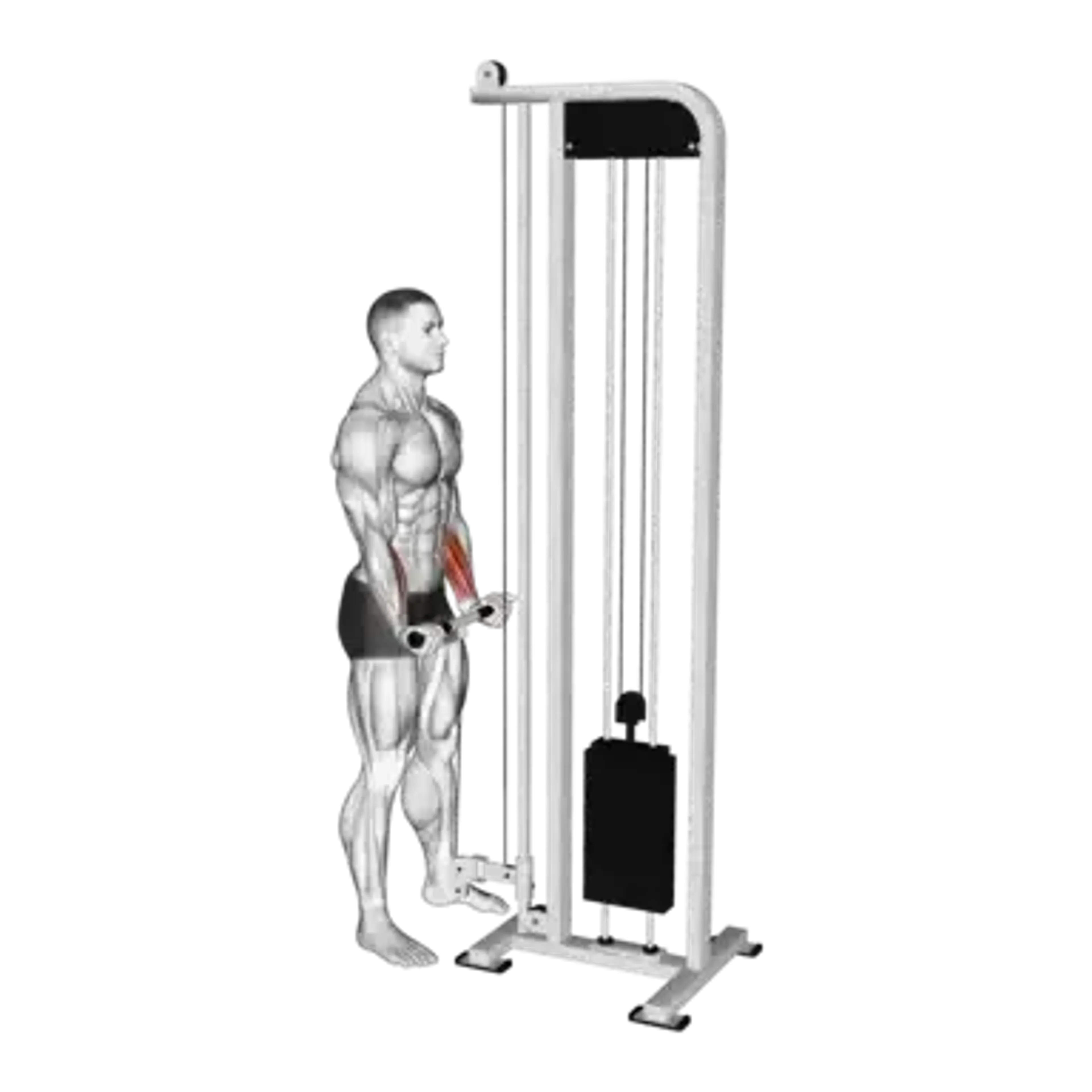 Cable Standing Wrist Curl