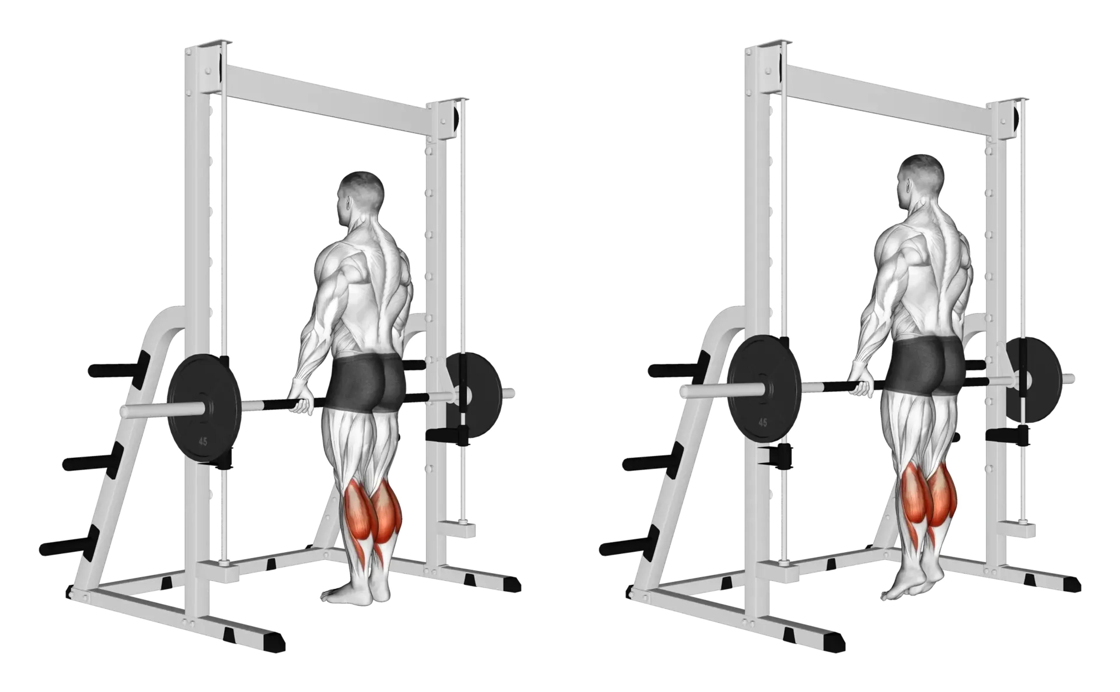 Smith Machine Calf Raise