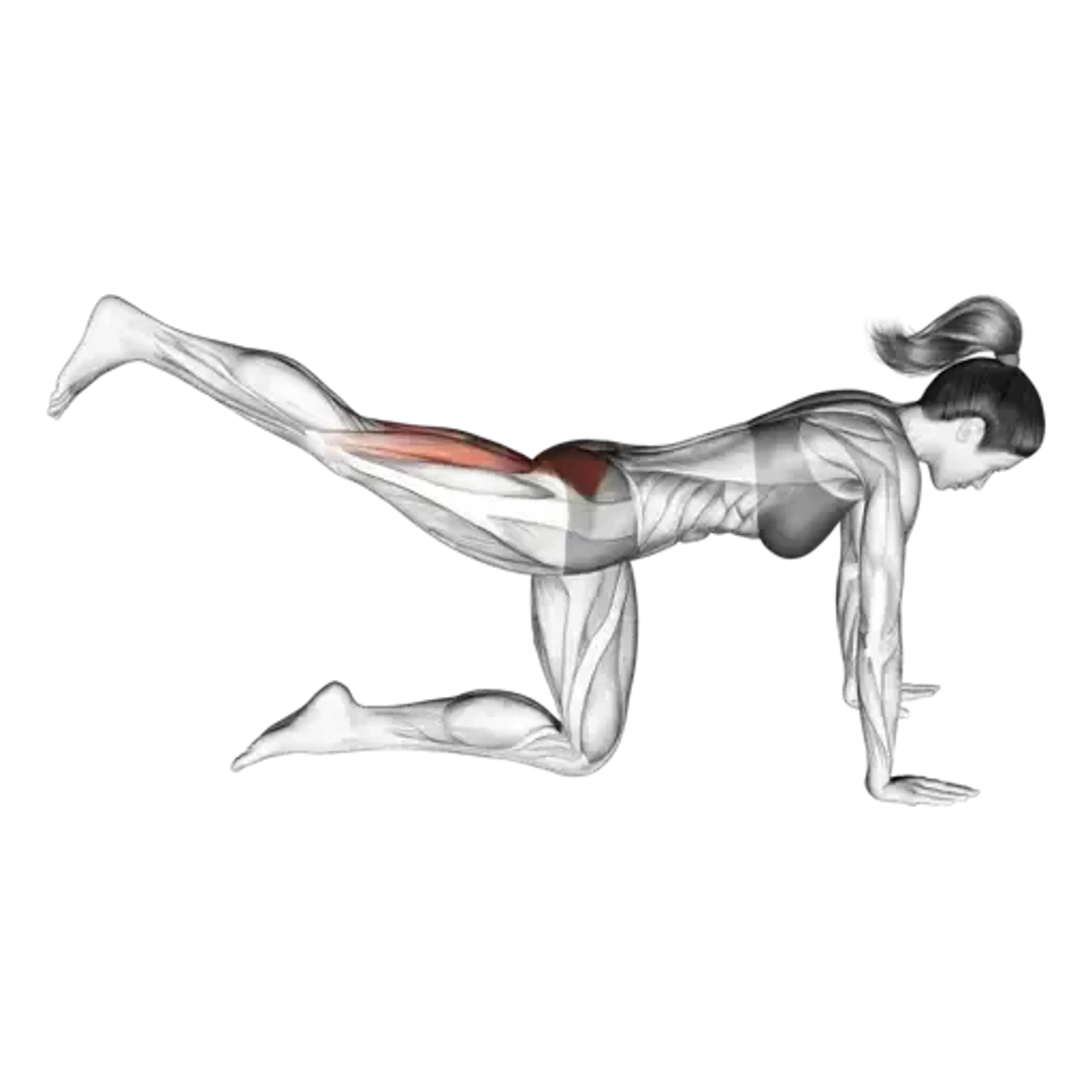 Straight Leg Kickback