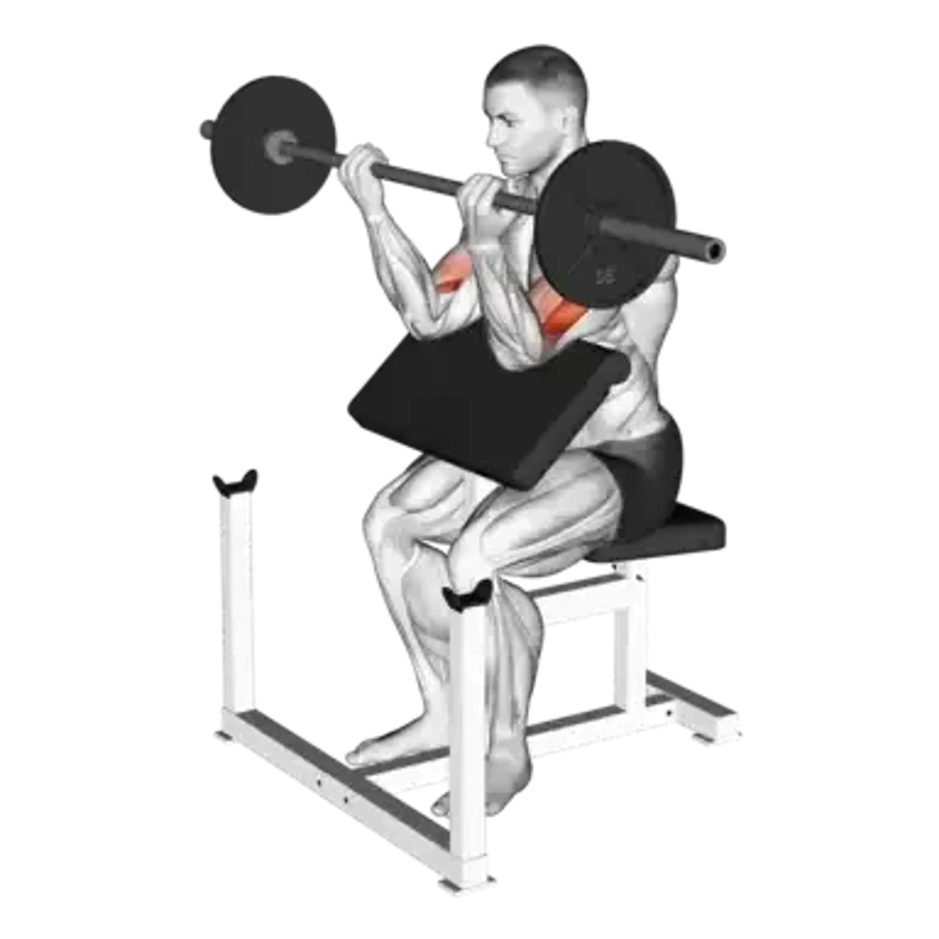 Barbell Preacher Curl