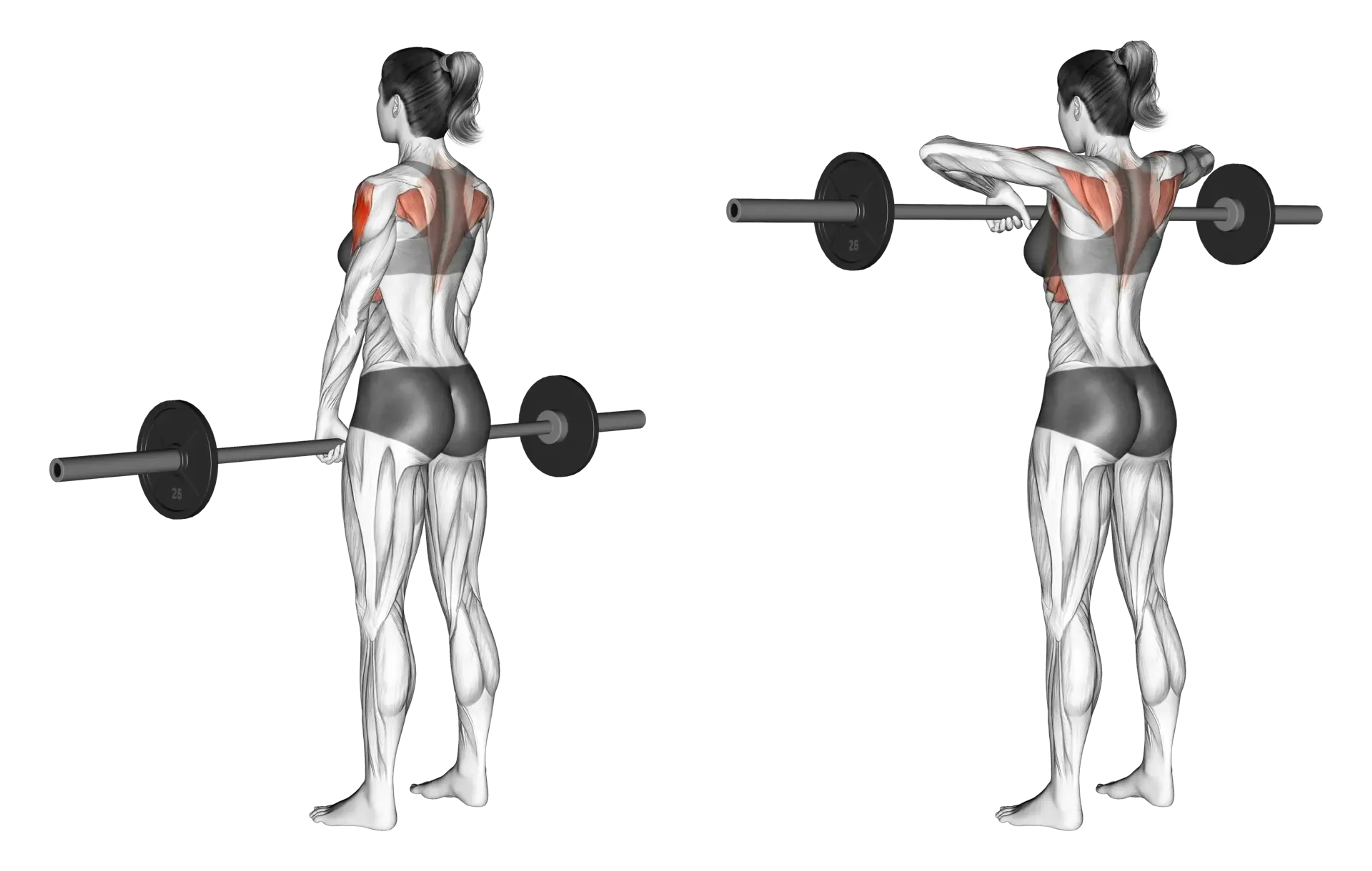 Barbell Upright Row