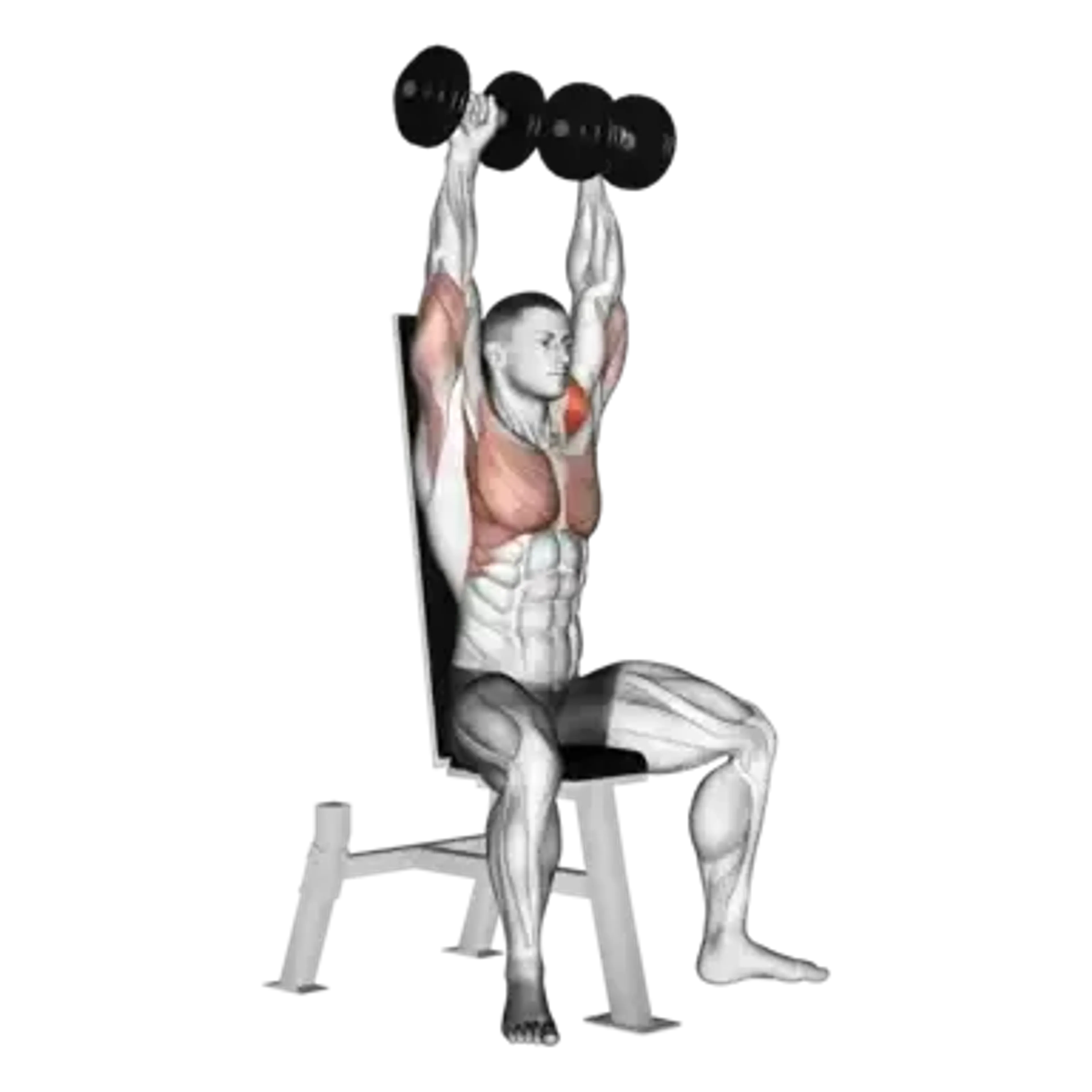 Dumbbell Shoulder Press