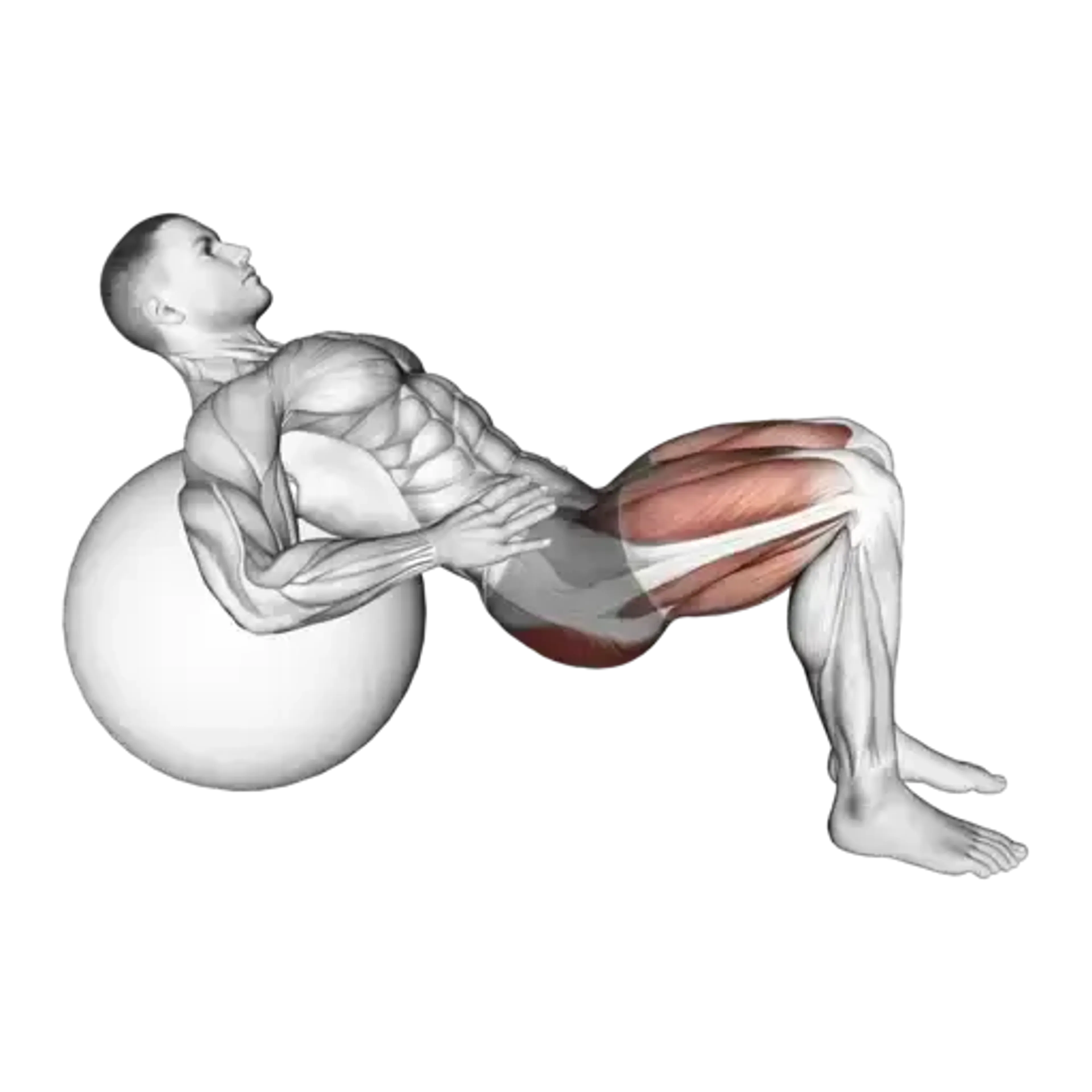 Exercise Ball Hip Thrust
