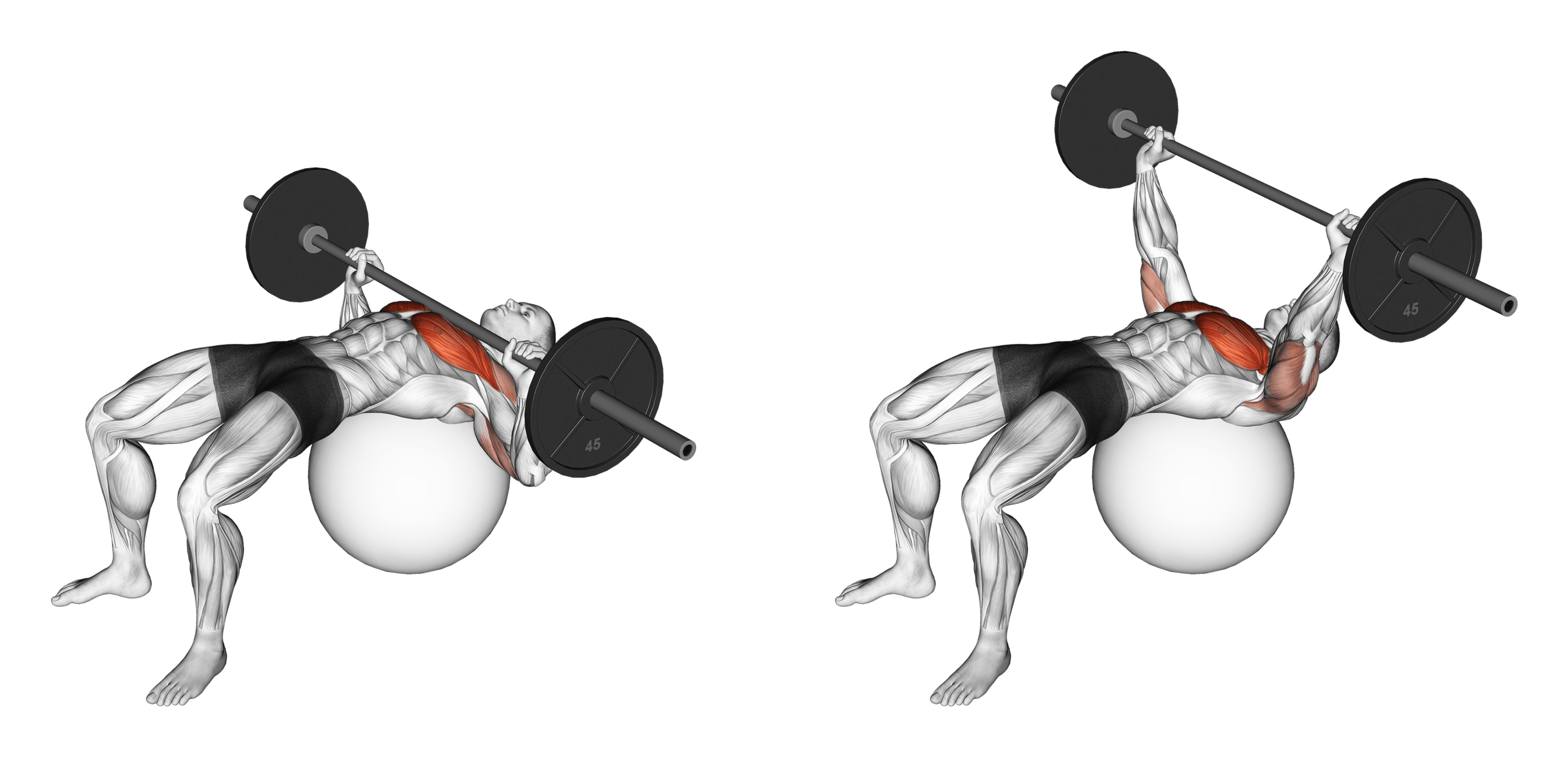 Barbell Exercise Ball Bench Press