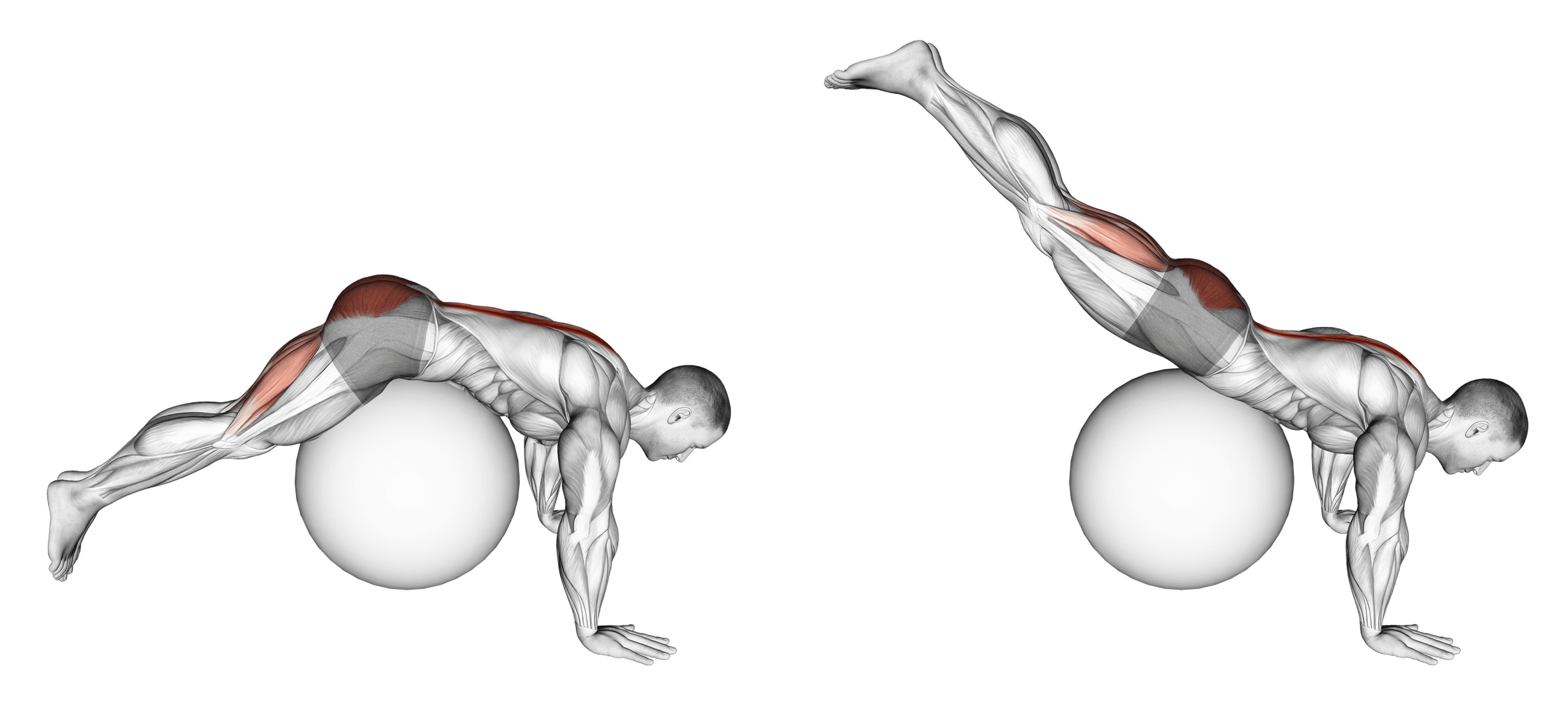 Exercise Ball Reverse Hyperextension