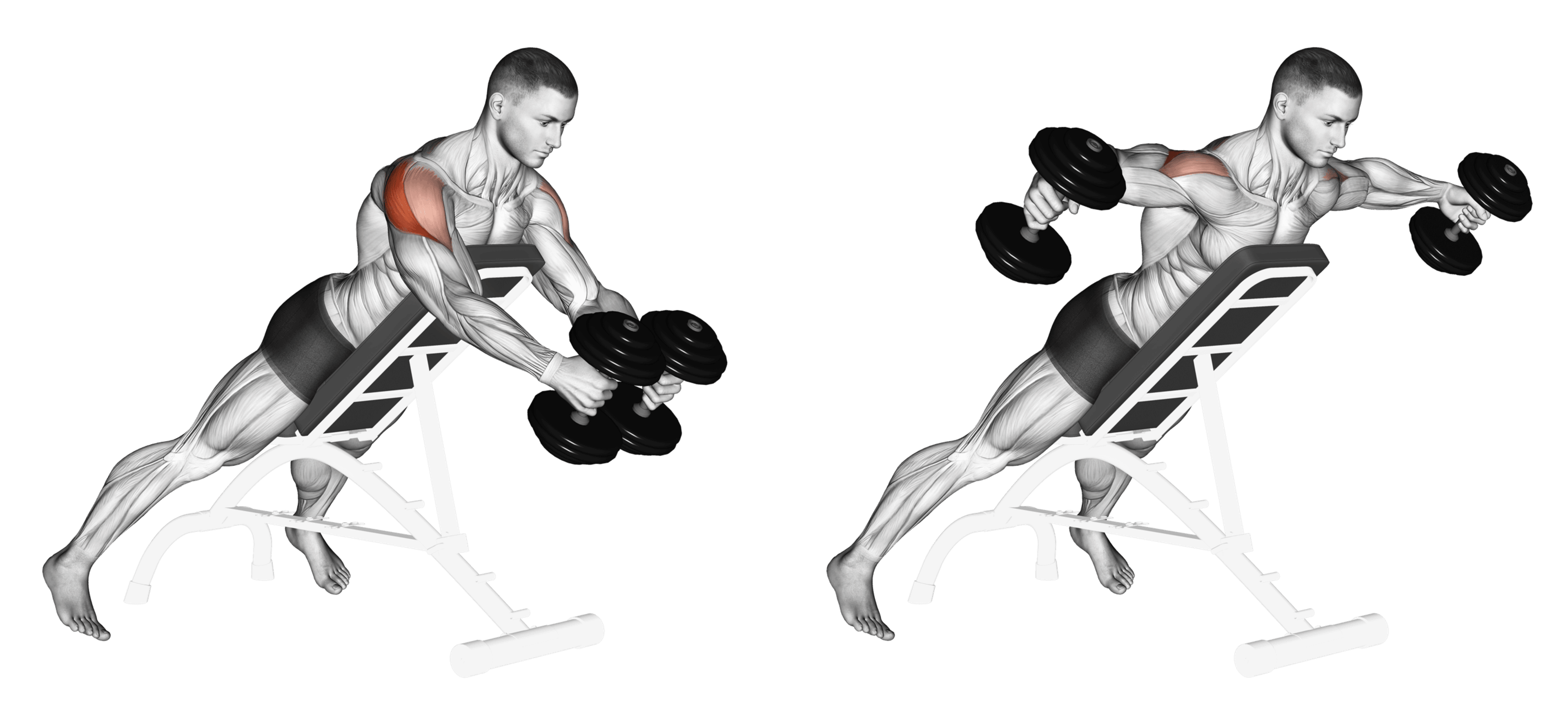 Dumbbell Reverse Fly