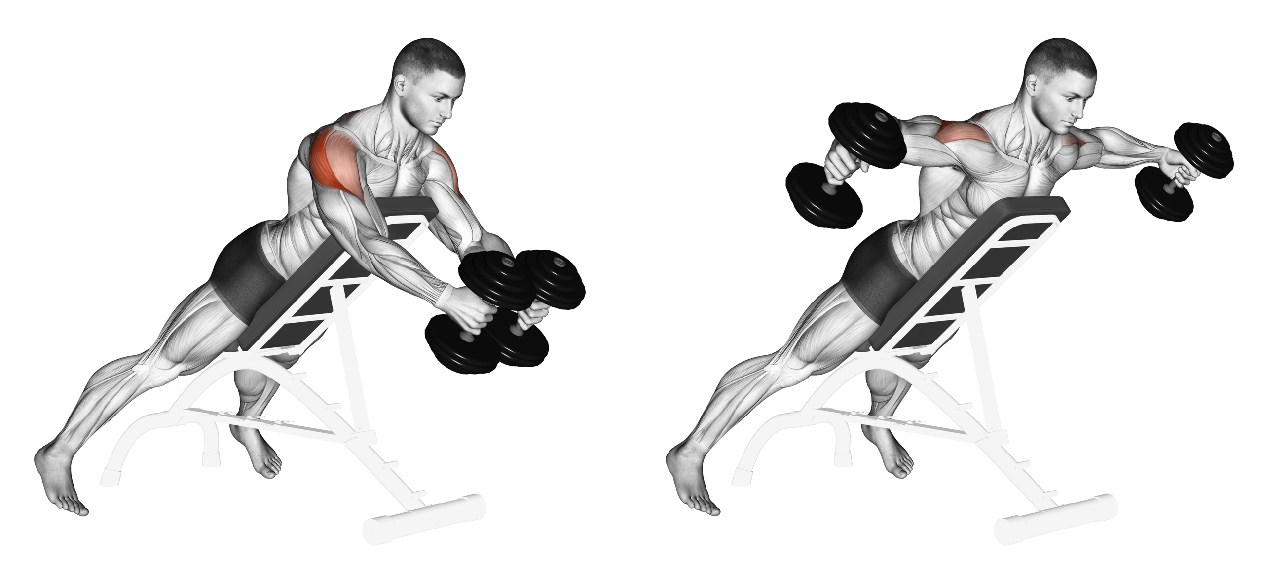 Dumbbell Reverse Fly Guide Muscles Worked Tips Athlemove Dumbbell Reverse Fly Guide Muscles Worked Tips Athlemove