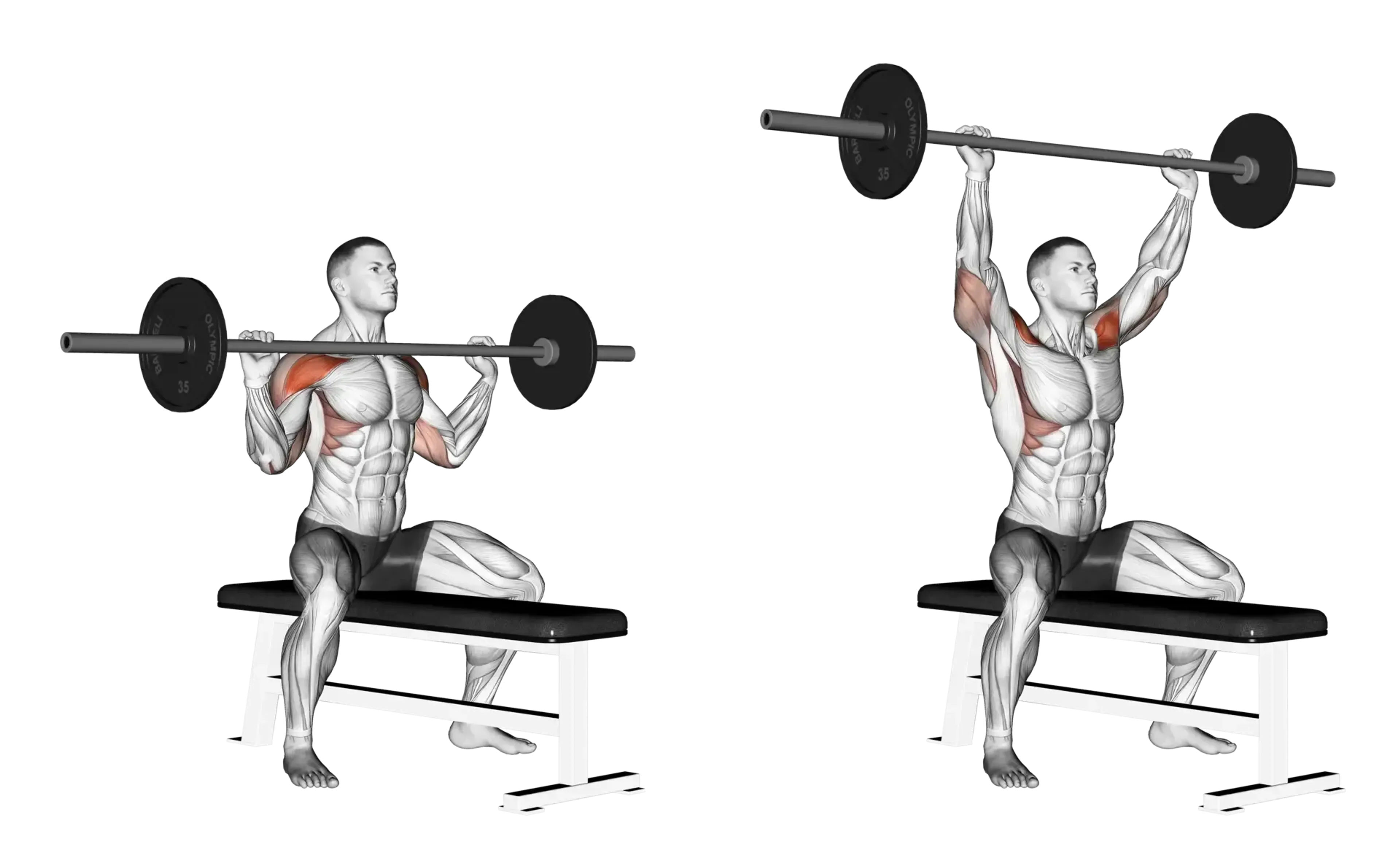 Seated Barbell Shoulder Press