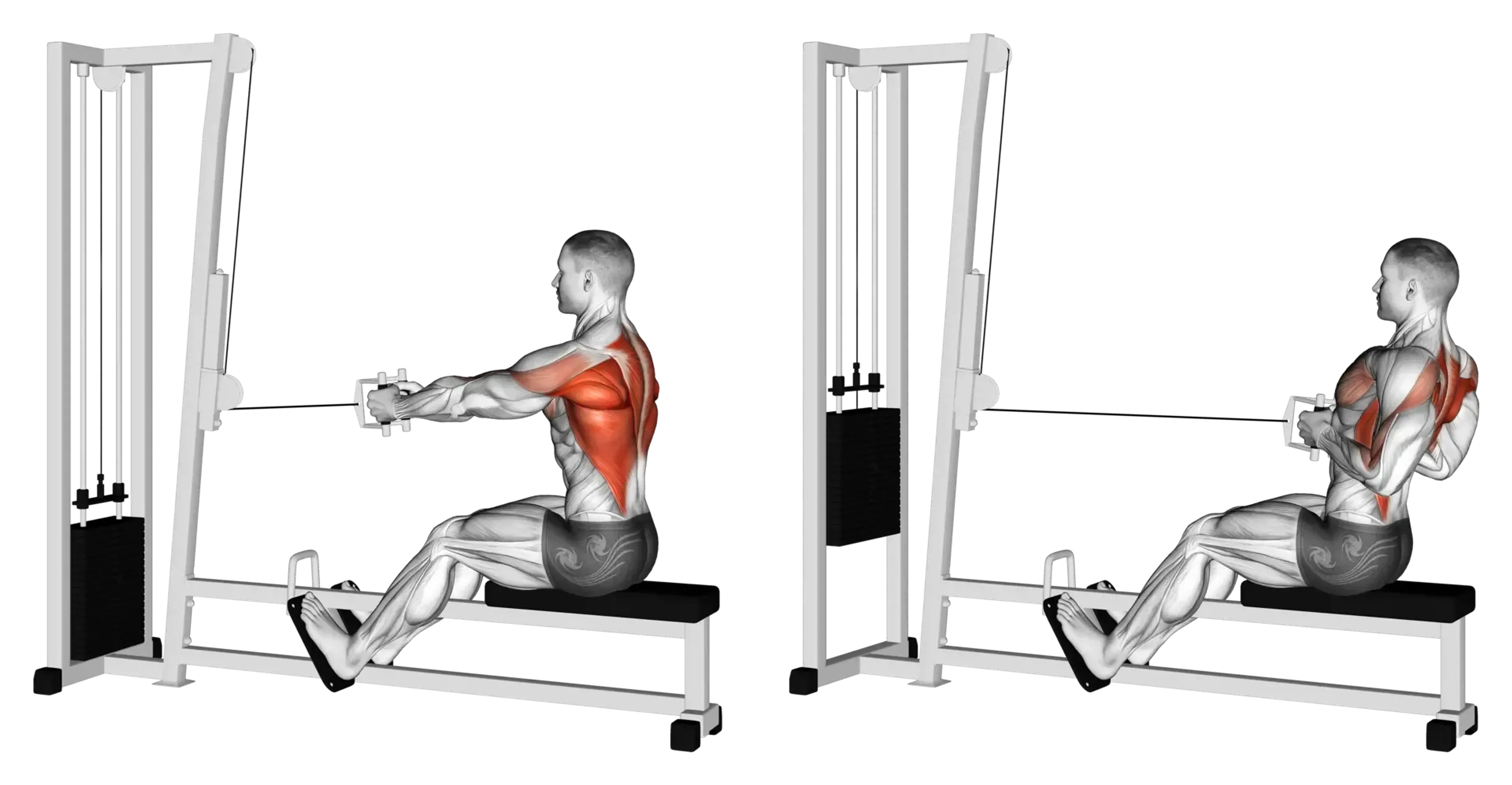 Cable Seated Row Guide Muscles Worked Tips Athlemove Cable Seated Row Guide Muscles Worked Tips Athlemove