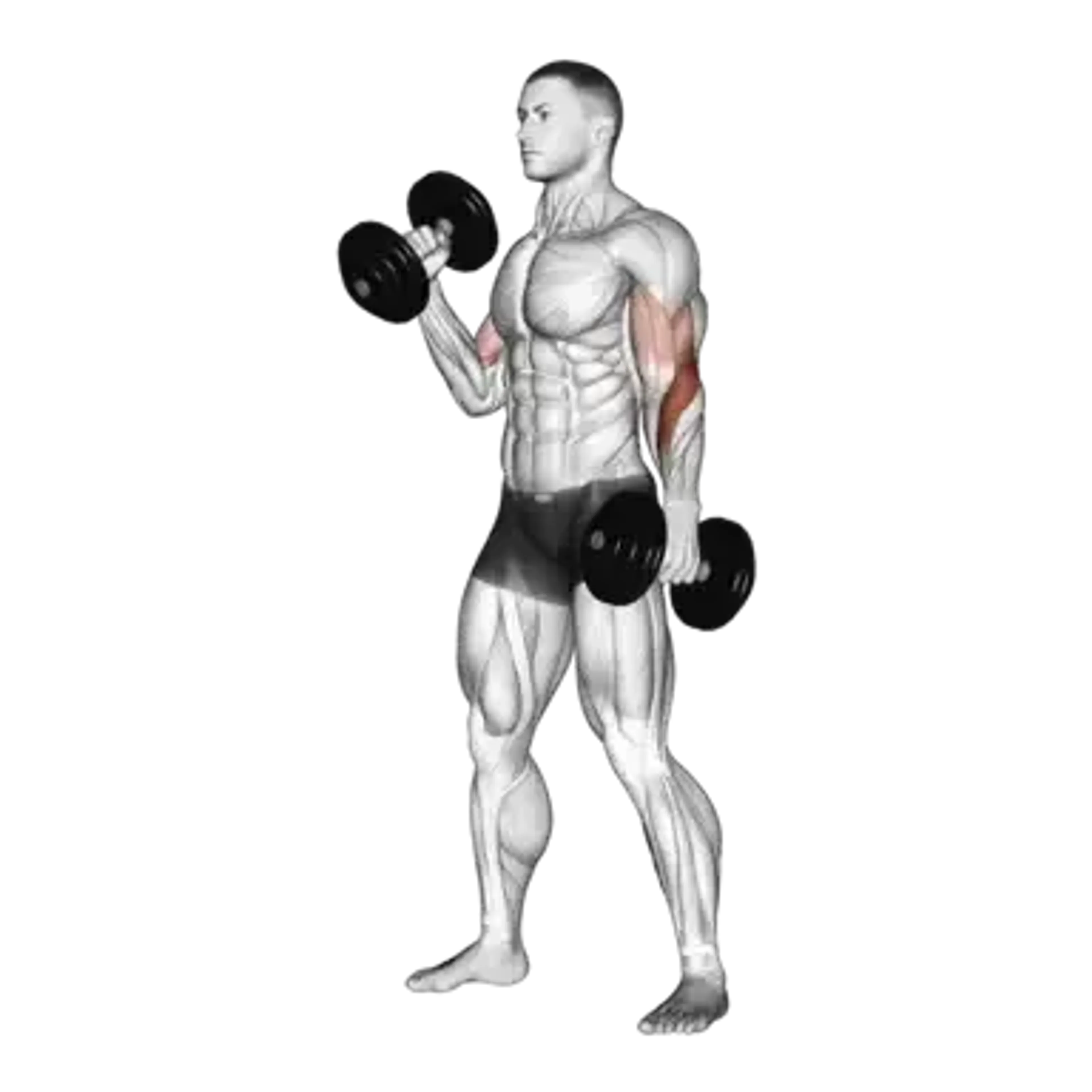 Alternating Dumbbell Hammer Curl