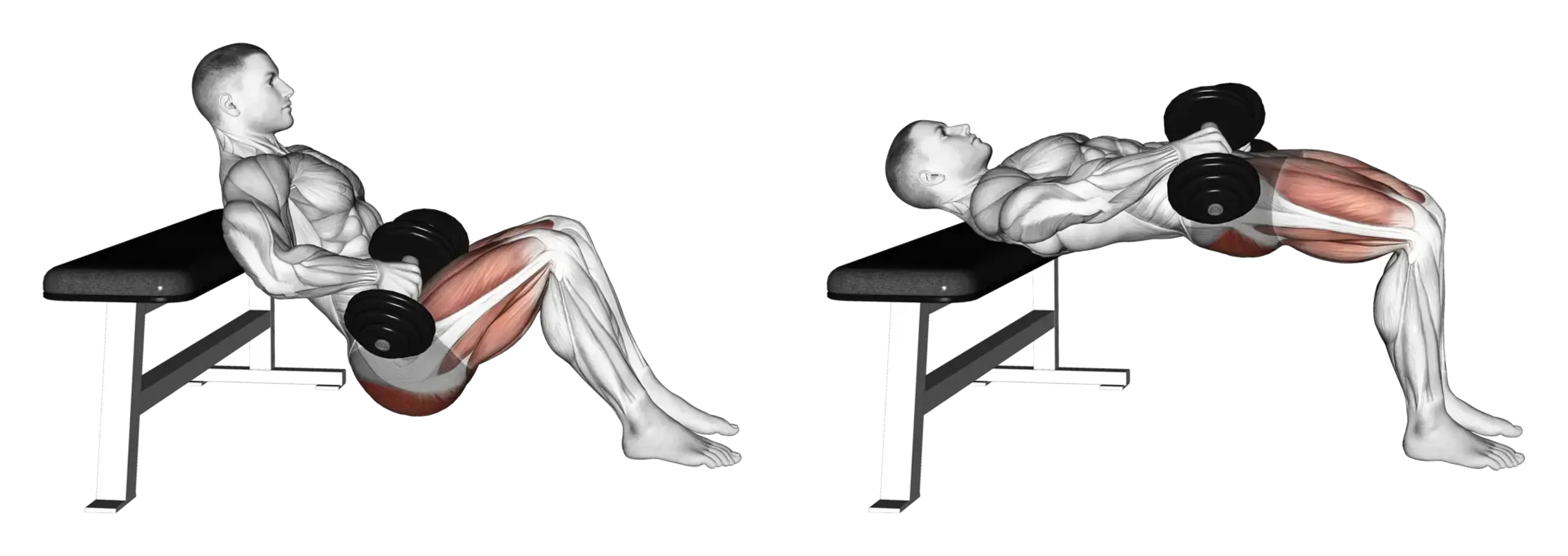 Dumbbell Hip Thrust