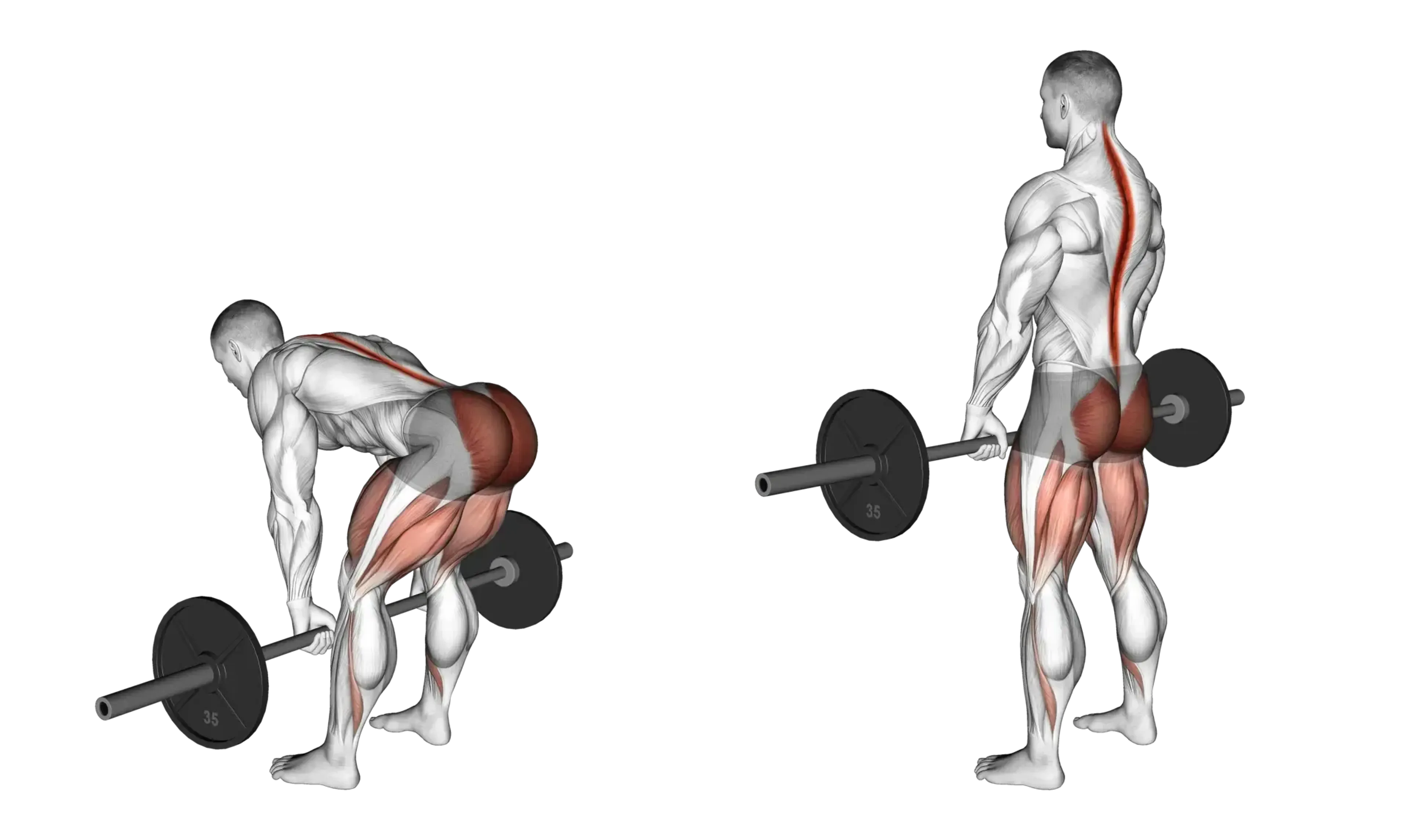 Barbell Romanian Deadlift