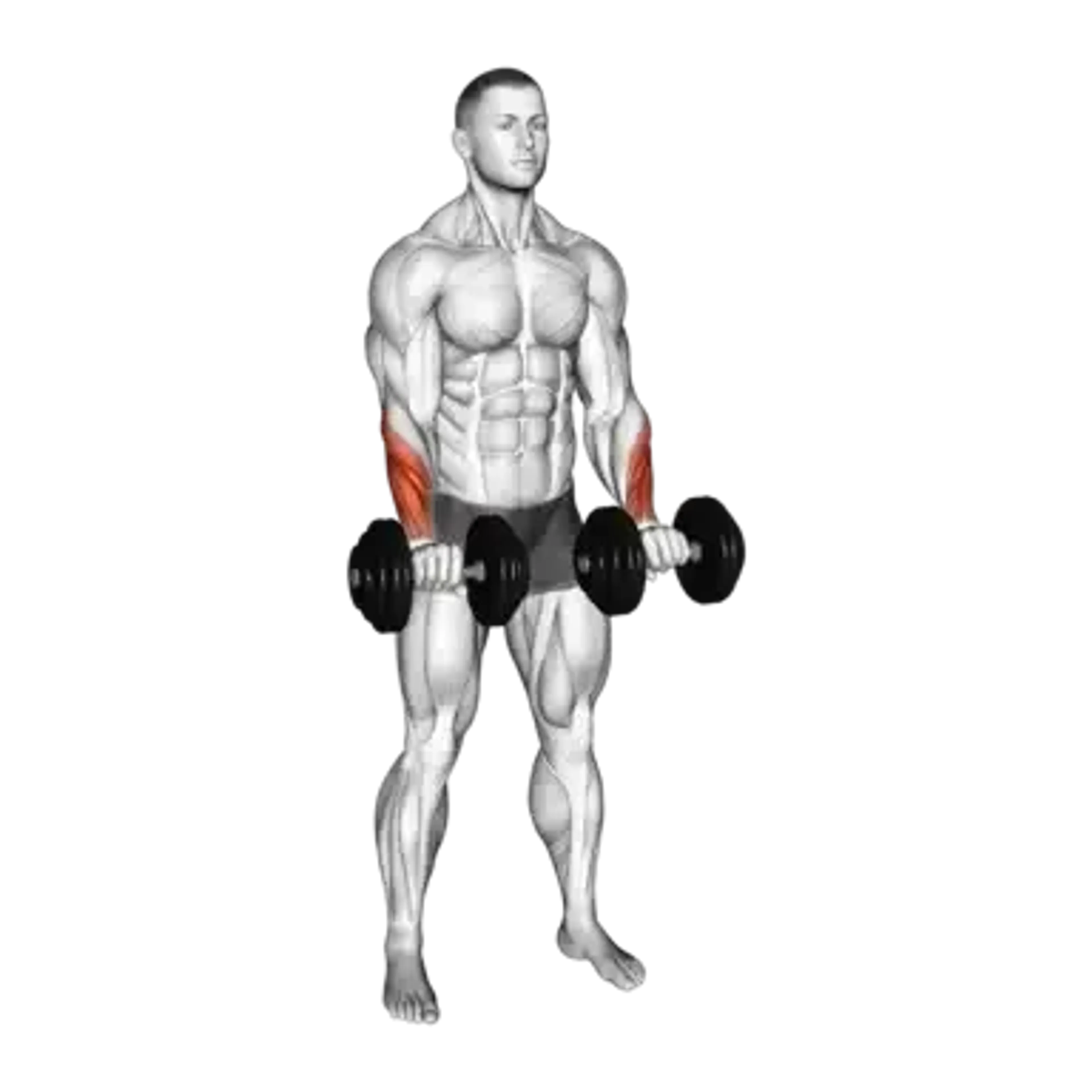 Dumbbell Standing Reverse Wrist Curl