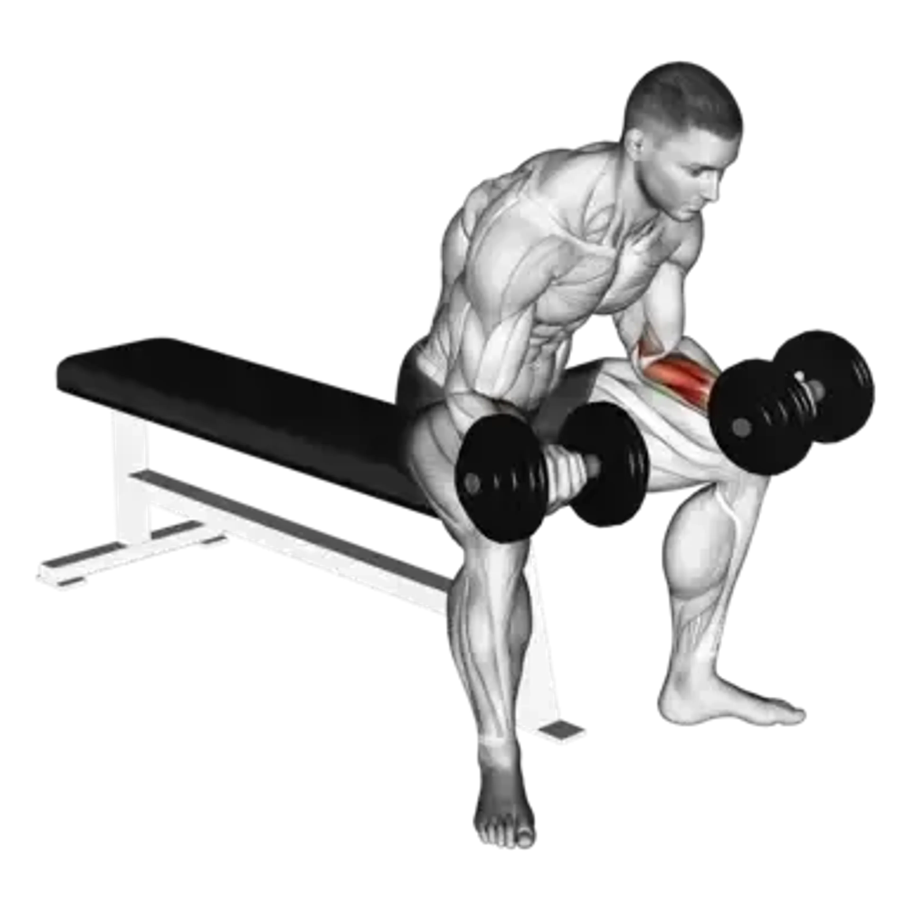 Dumbbell Palms-Up Wrist Curl