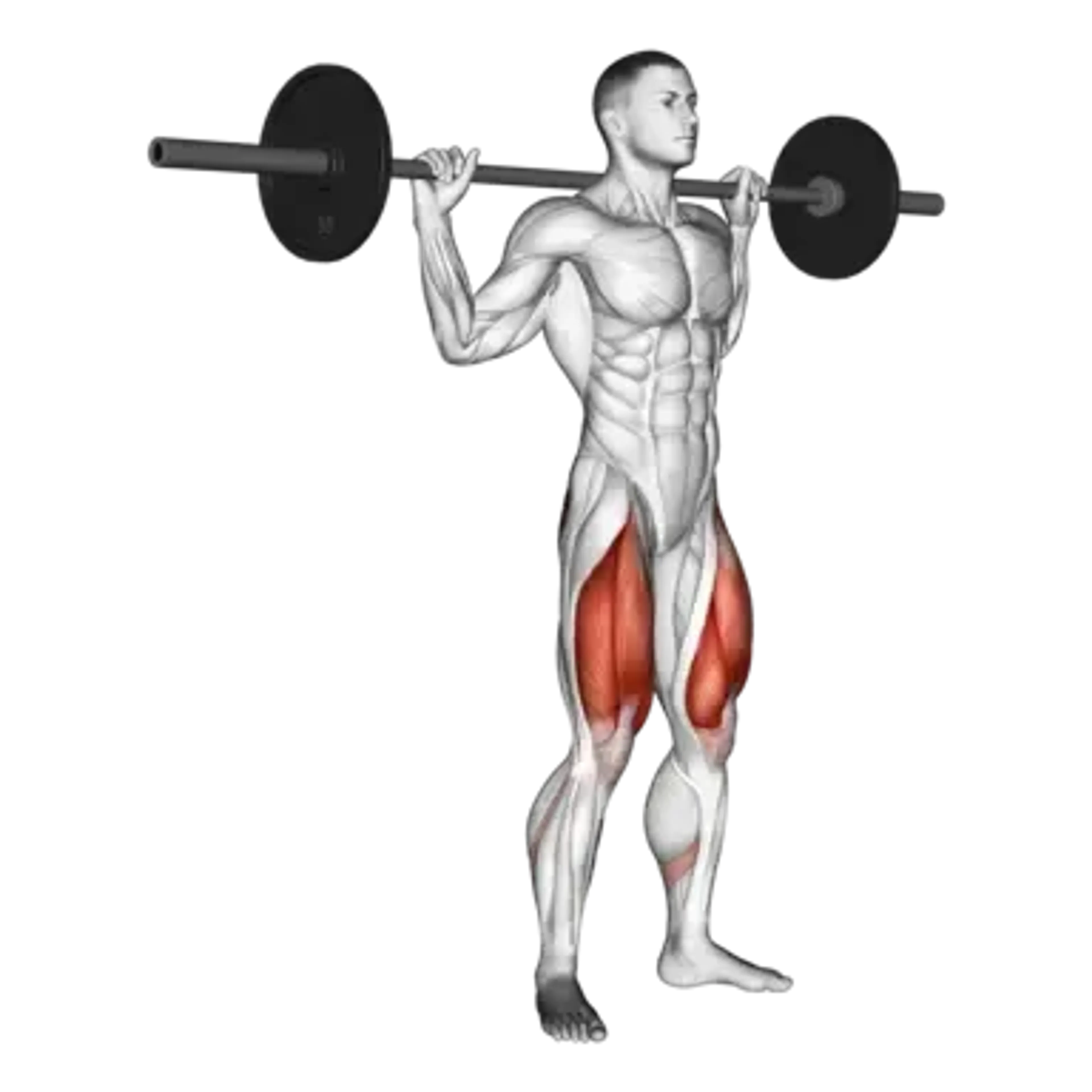 Barbell Squat