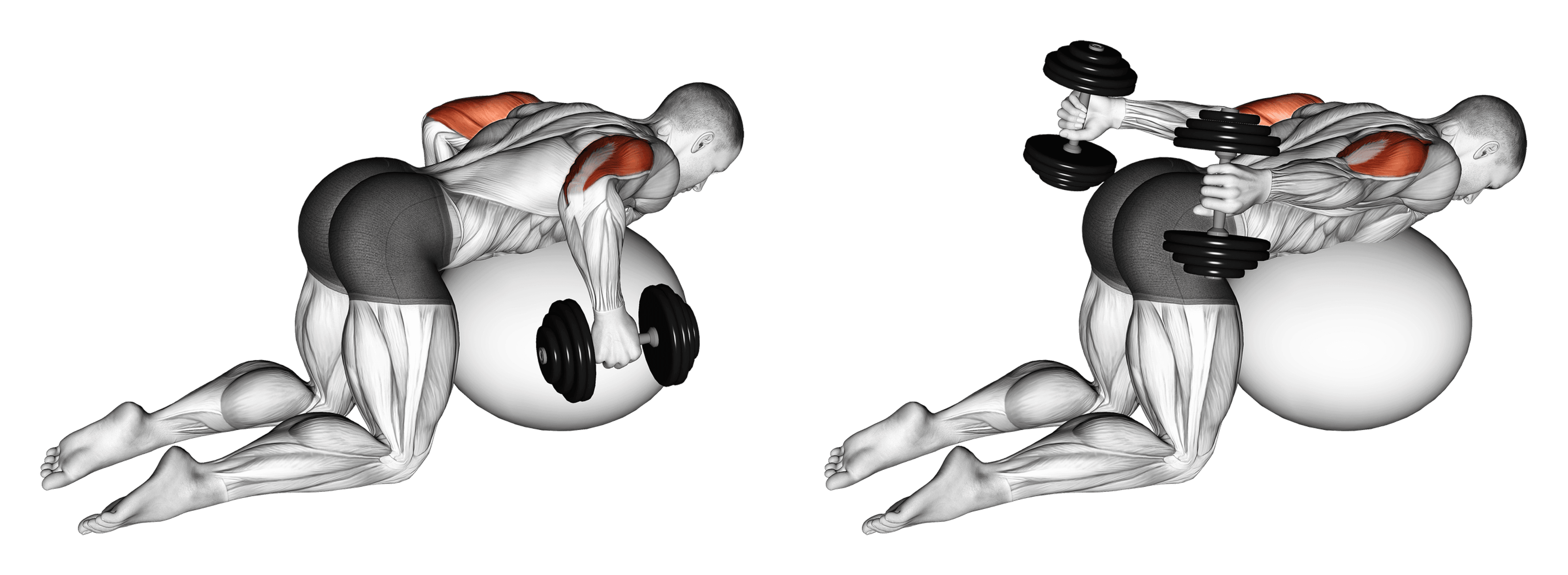 Dumbbell Exercise Ball Kickback