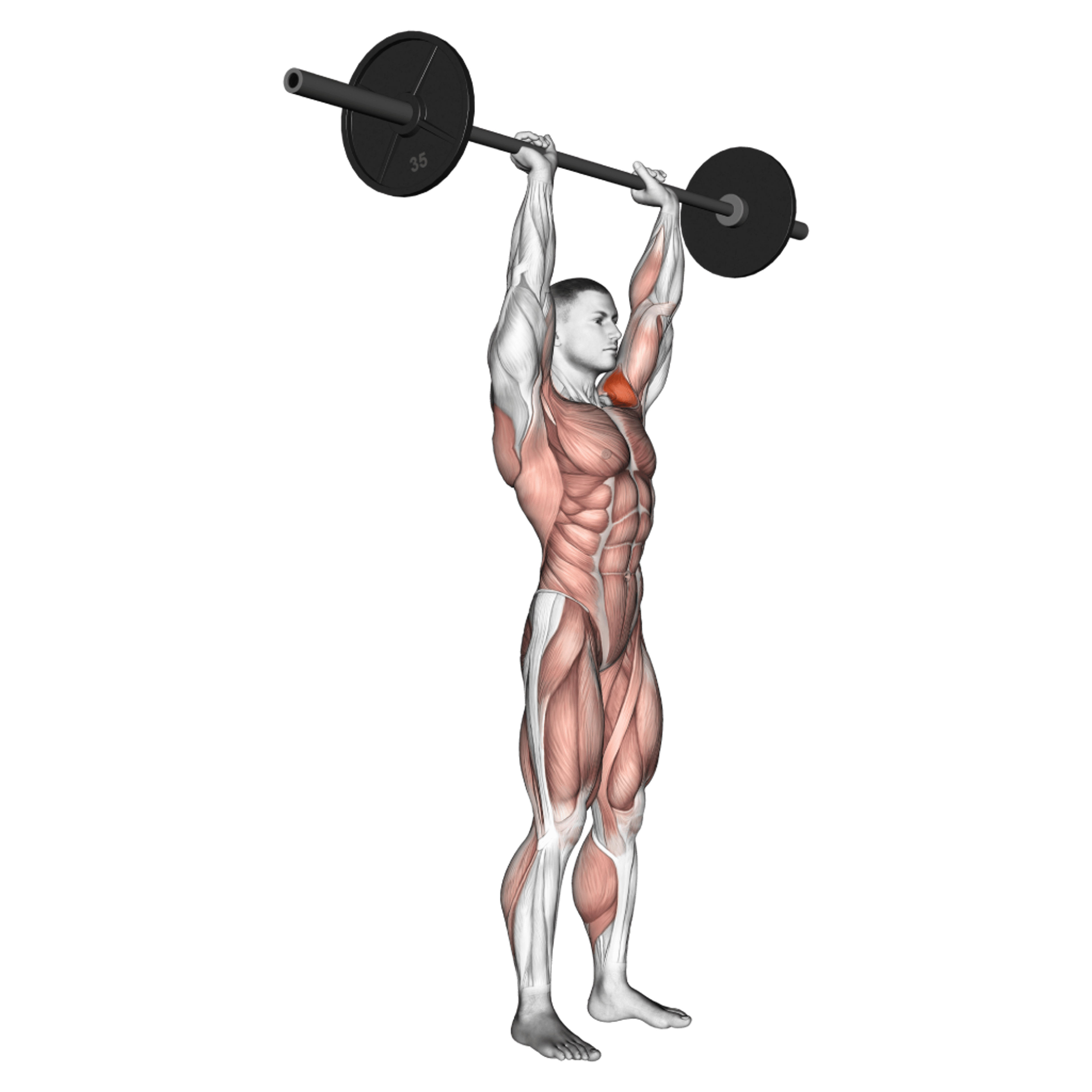 Barbell Clean and Press