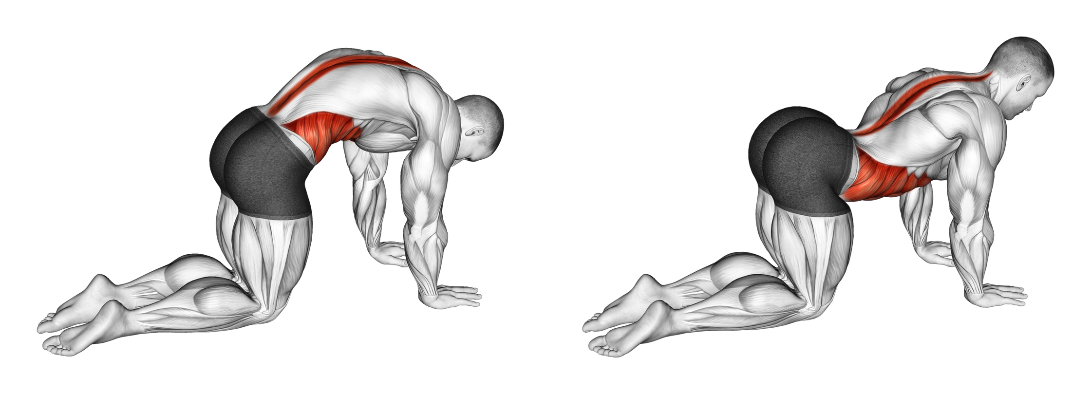 Cat Cow Stretch: Guide, Muscles Worked, Tips | Athlemove