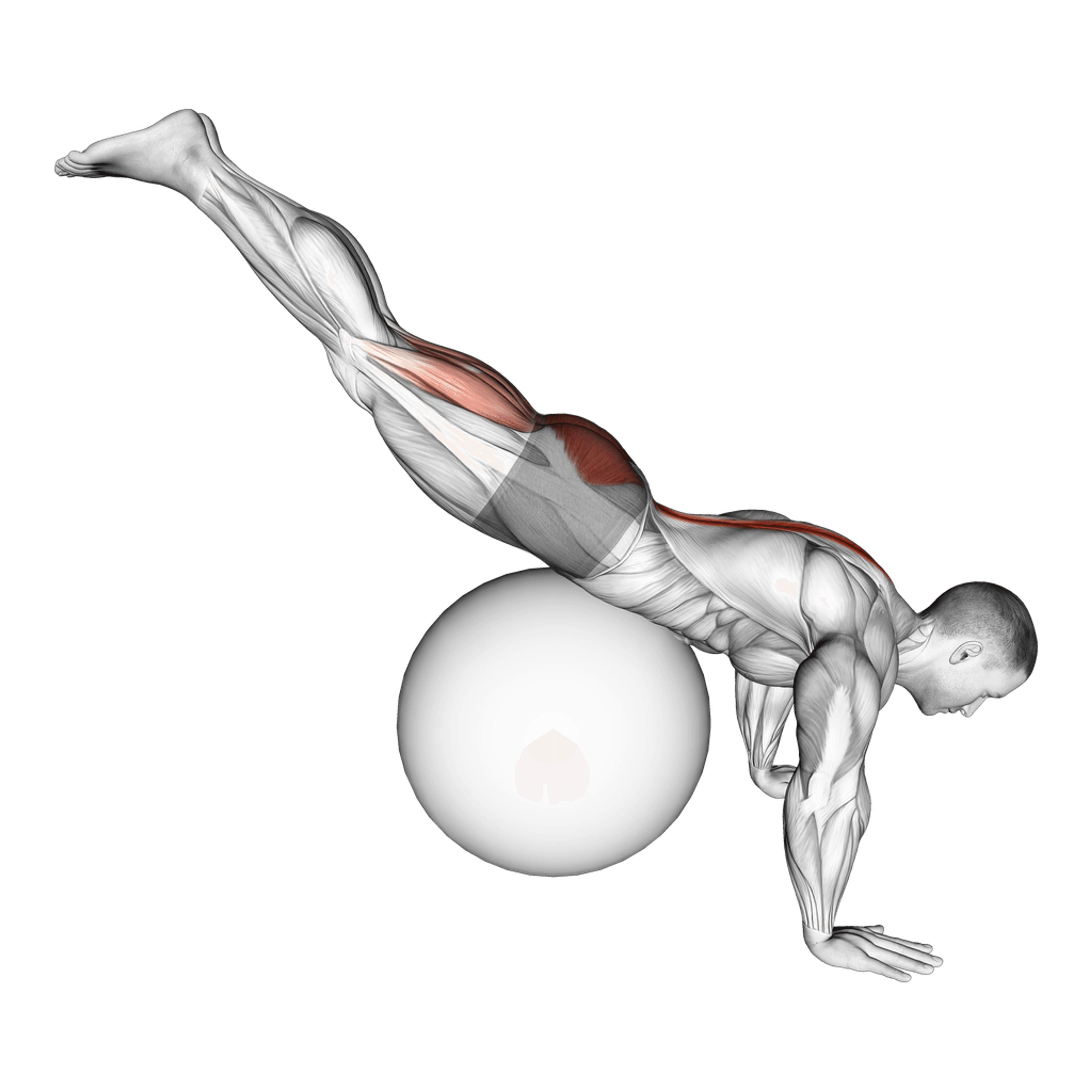 Exercise Ball Reverse Hyperextension