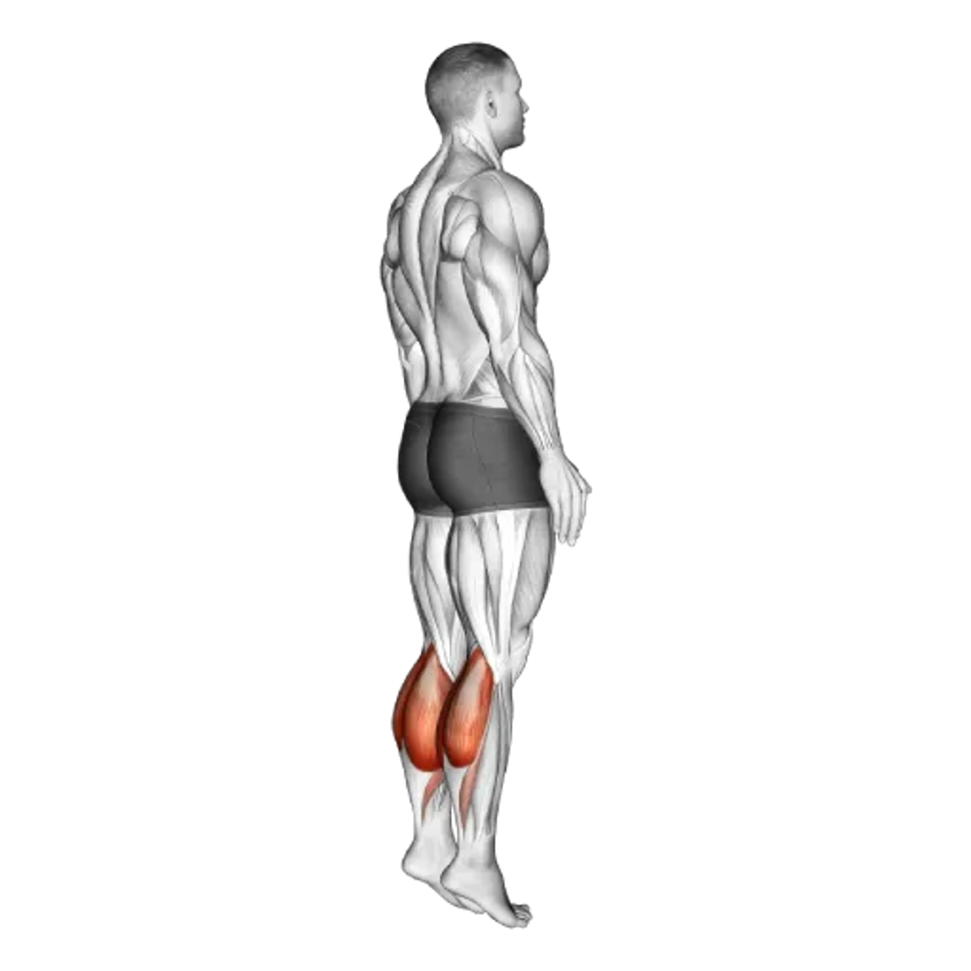 Bodyweight Calf Raise