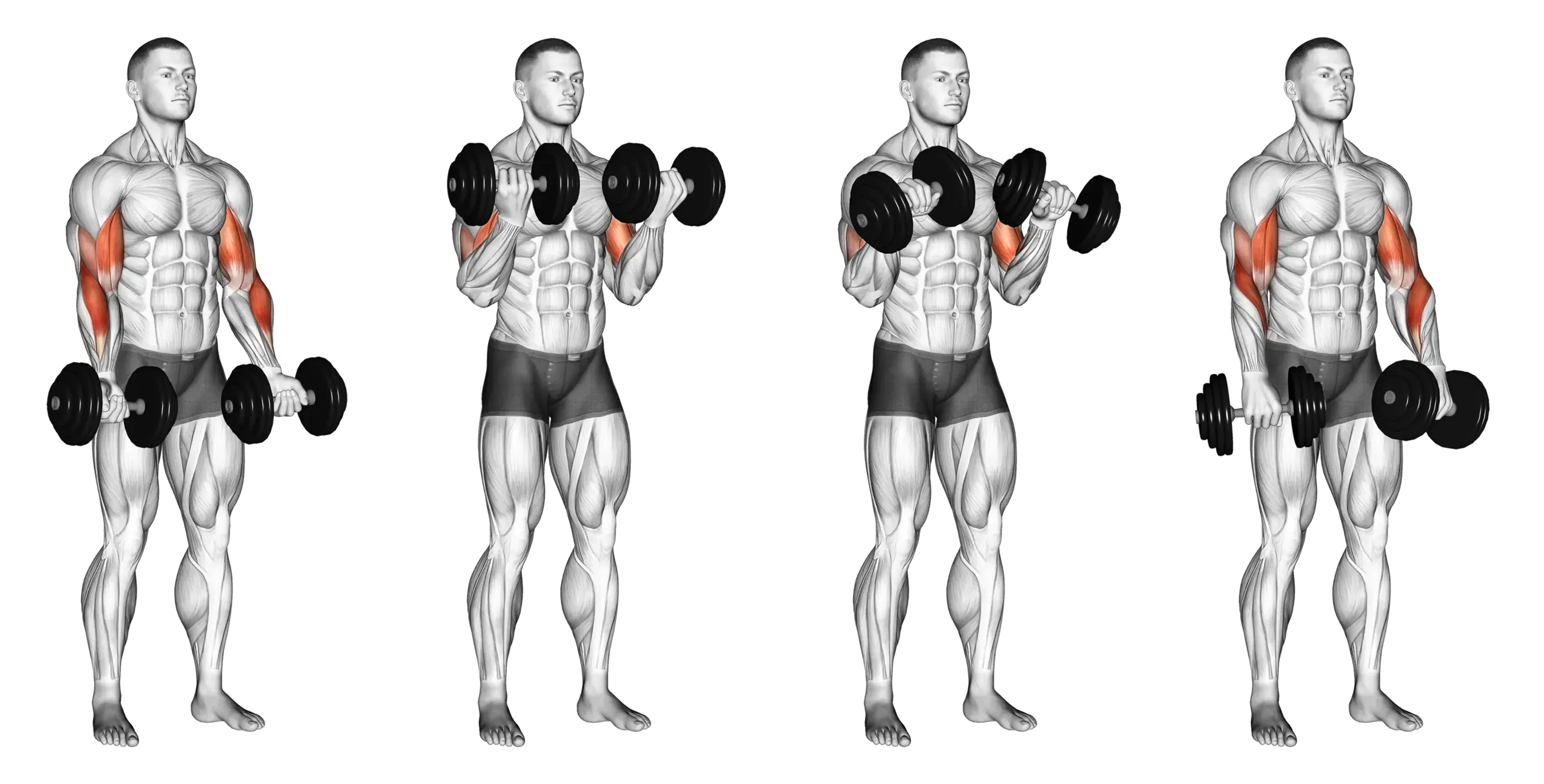 Dumbbell Zottman Curl