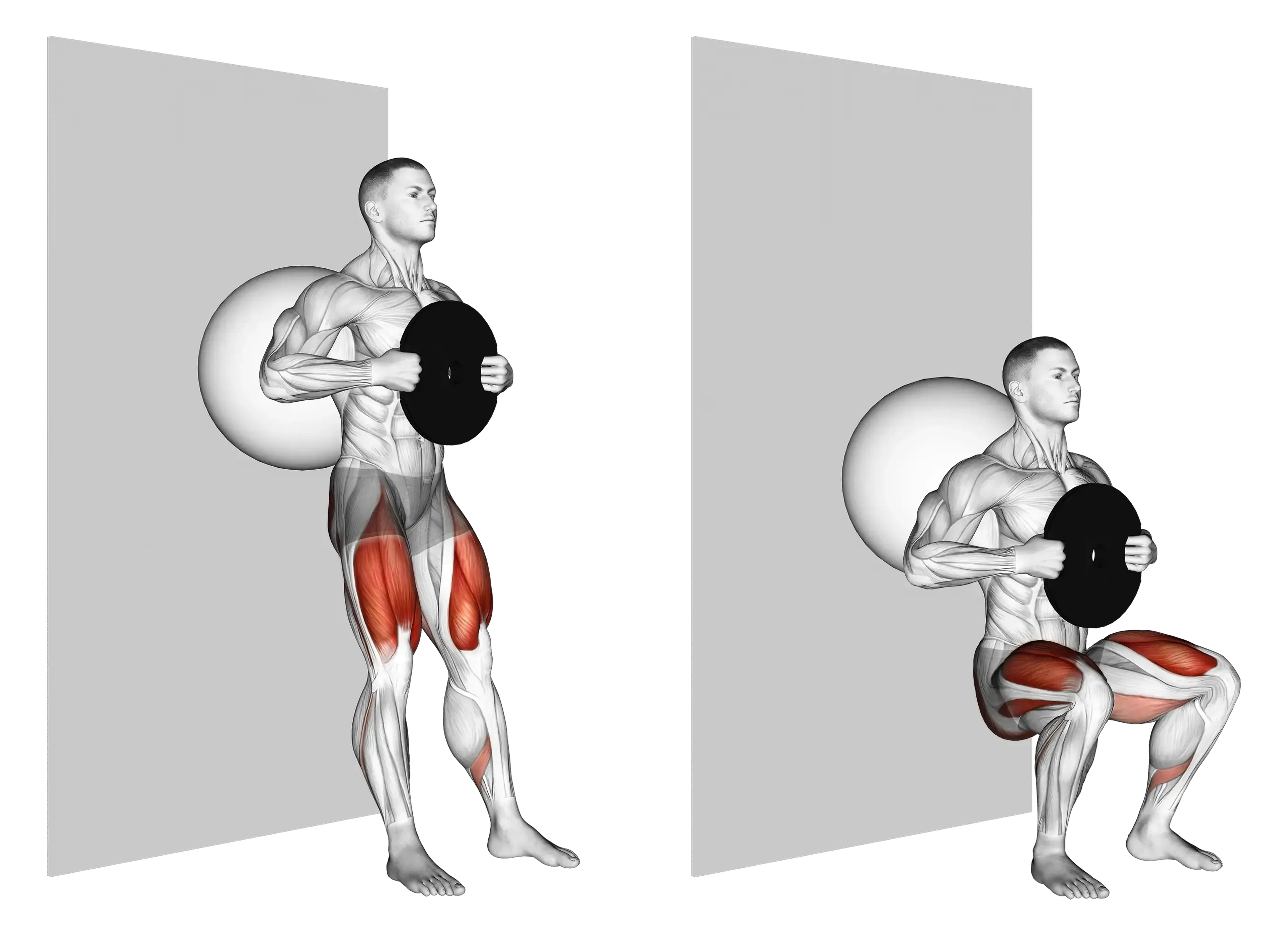 Weighted Exercise Ball Wall Squat