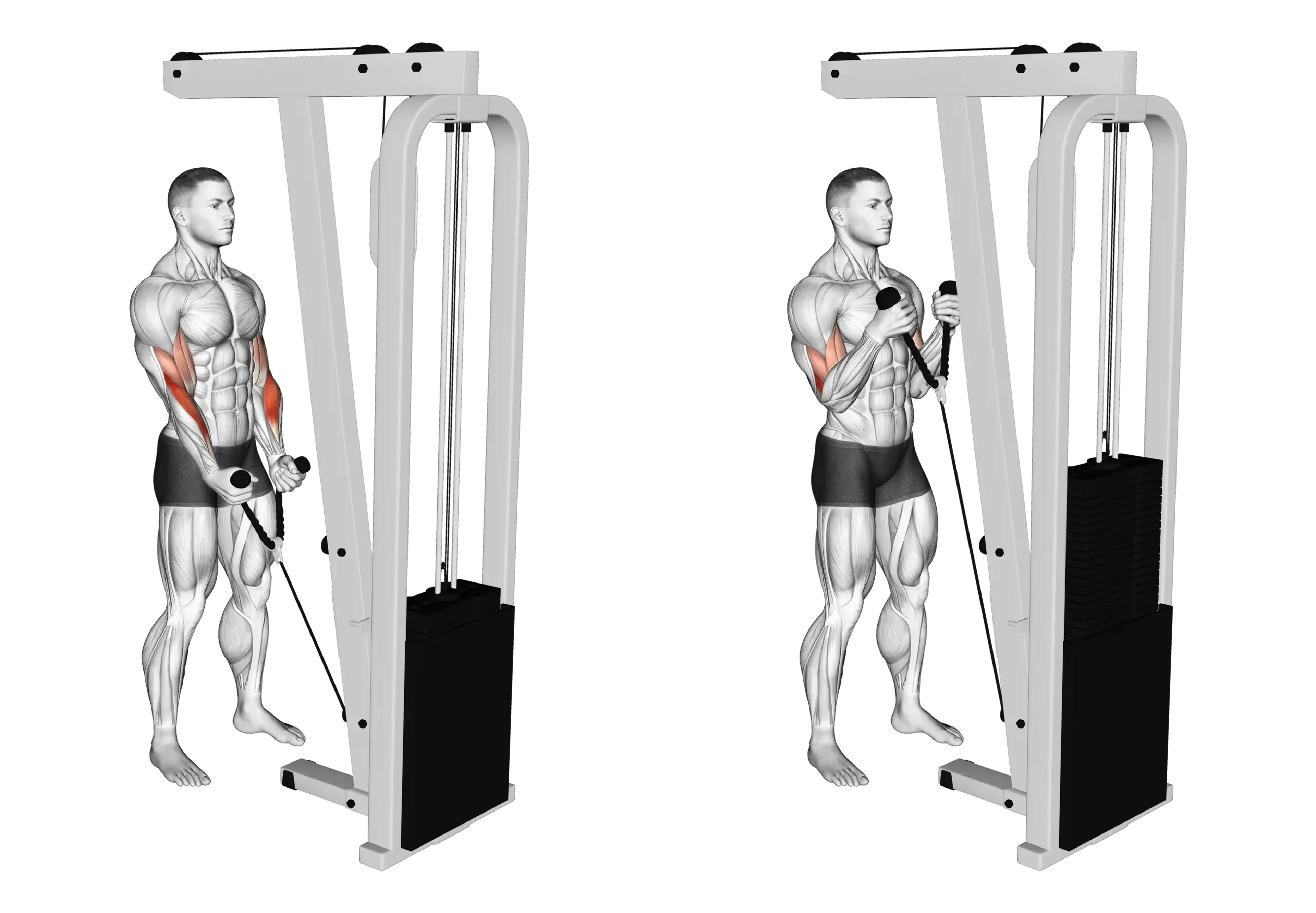 Cable Rope Hammer Curl